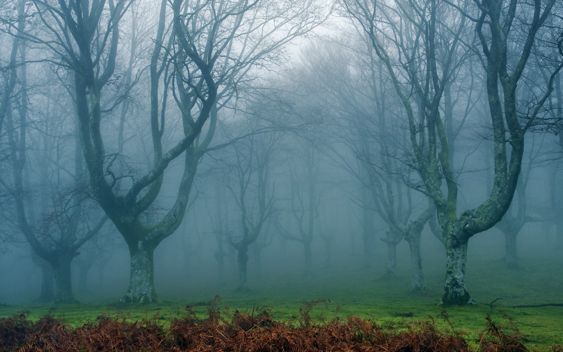 bosque niebla naturaleza paisaje