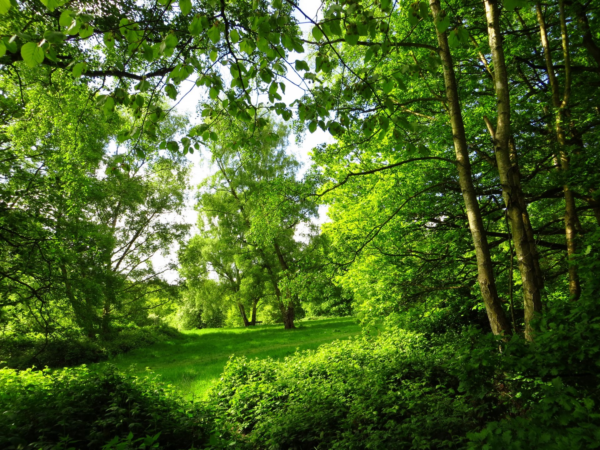 parque verano londres árboles bosque naturaleza foto