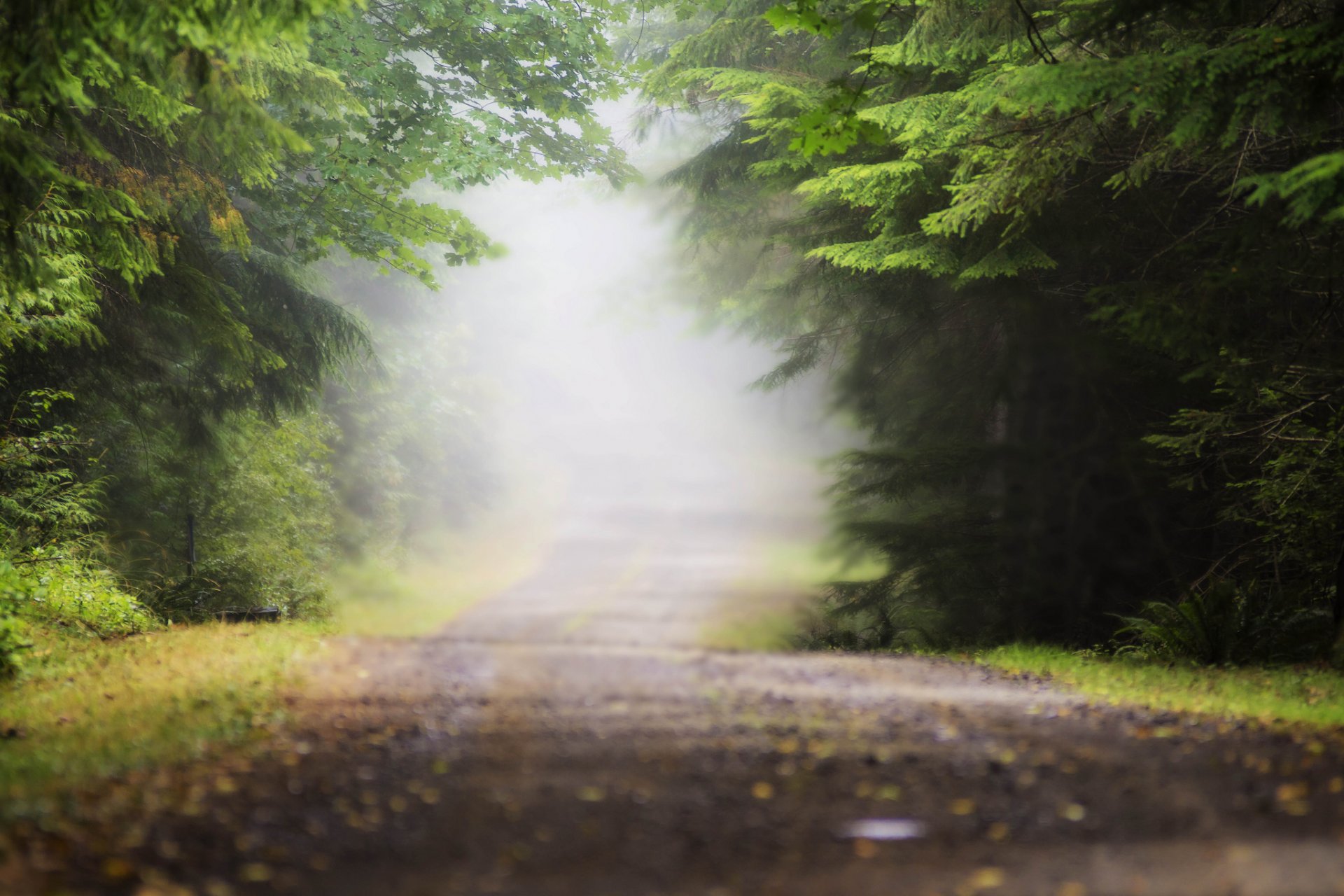 bosque carretera niebla