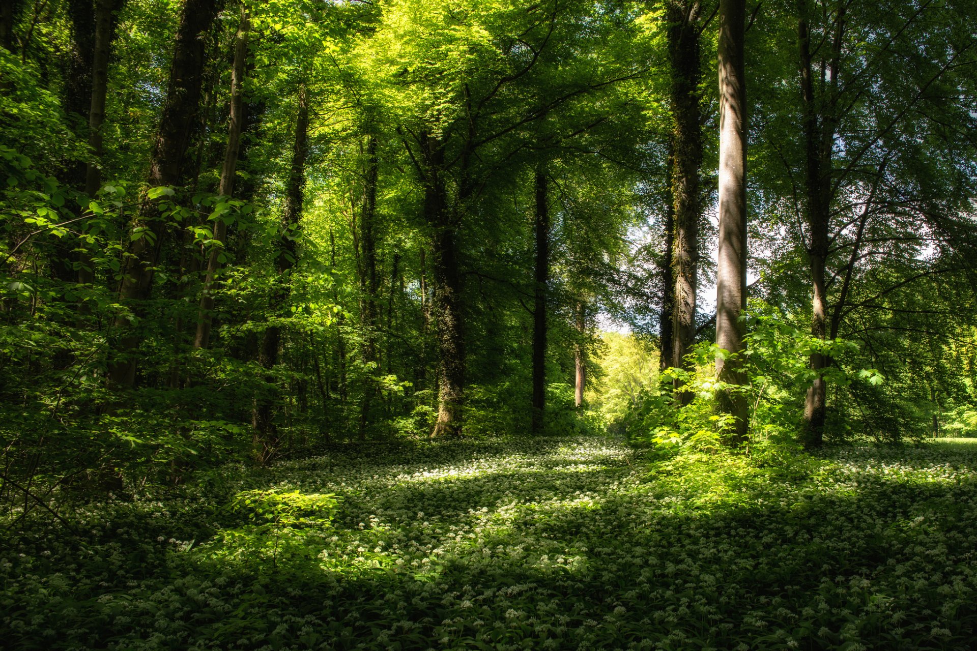 printemps forêt arbres herbe fleurs