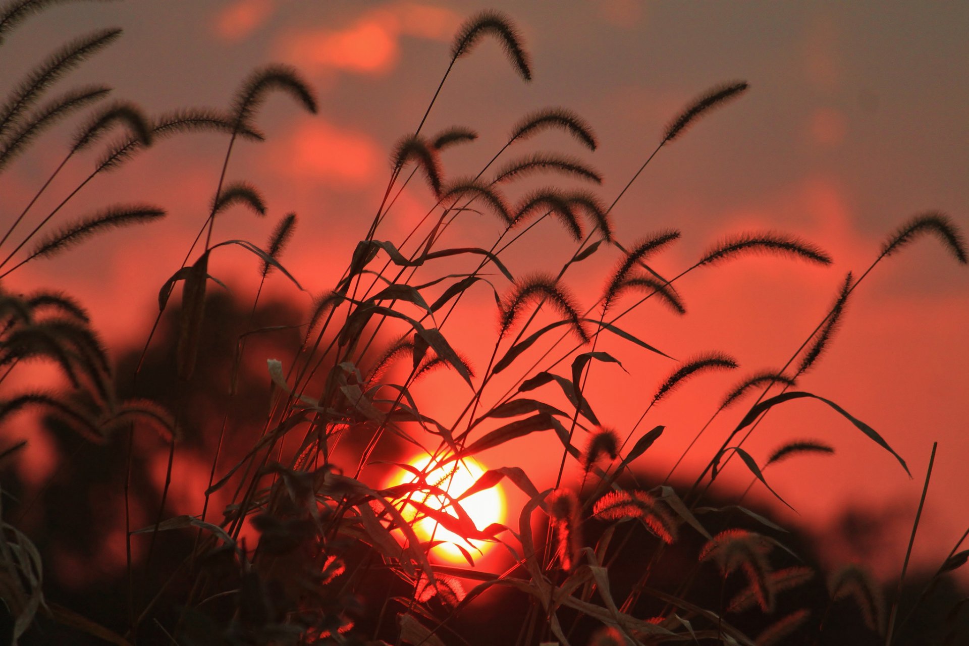 champ herbe épillets soleil lever du soleil