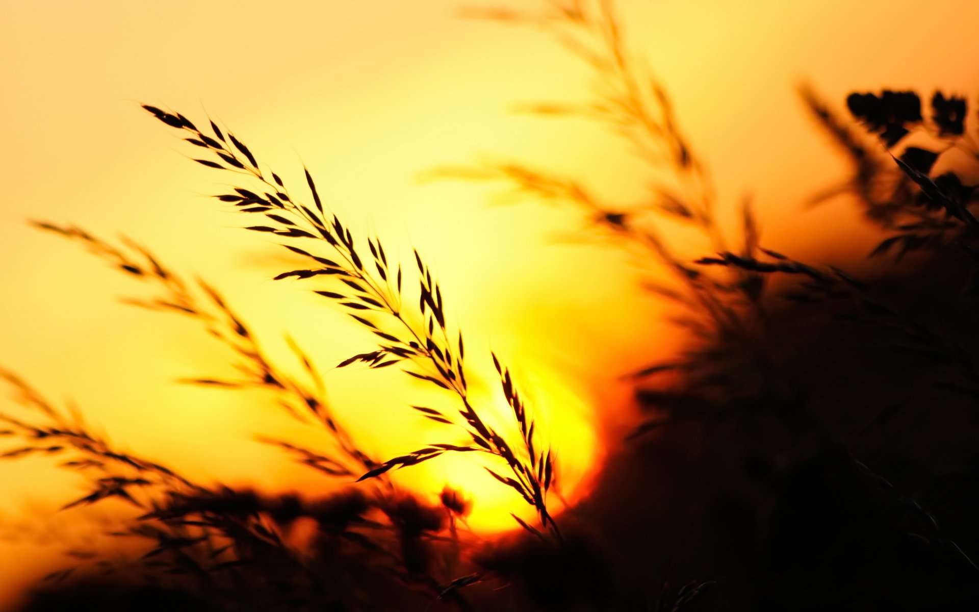 nature sunset grass ears night