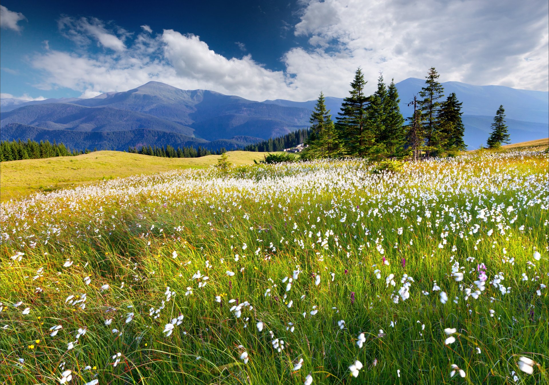 blumen berge wolken