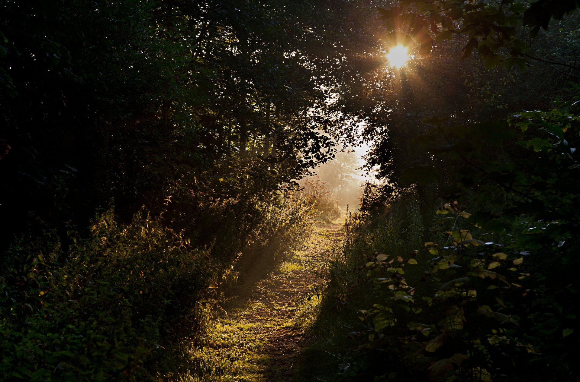 bäume sträucher gras fußweg sonne strahlen