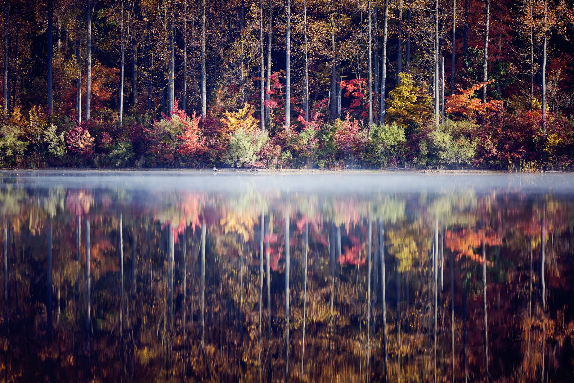 autumn forest tree bush lake reflection