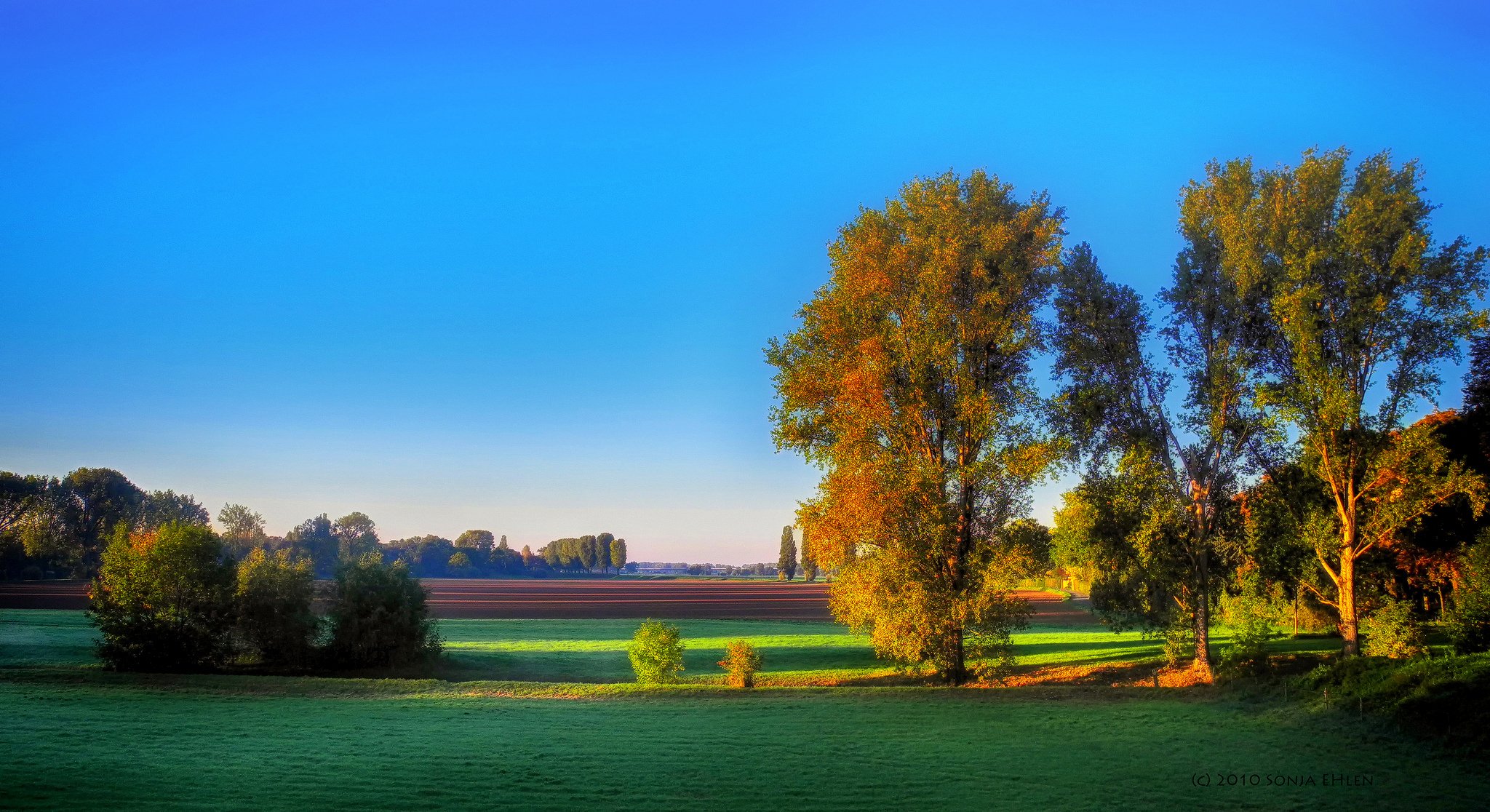 pola drzewa poranek jesień