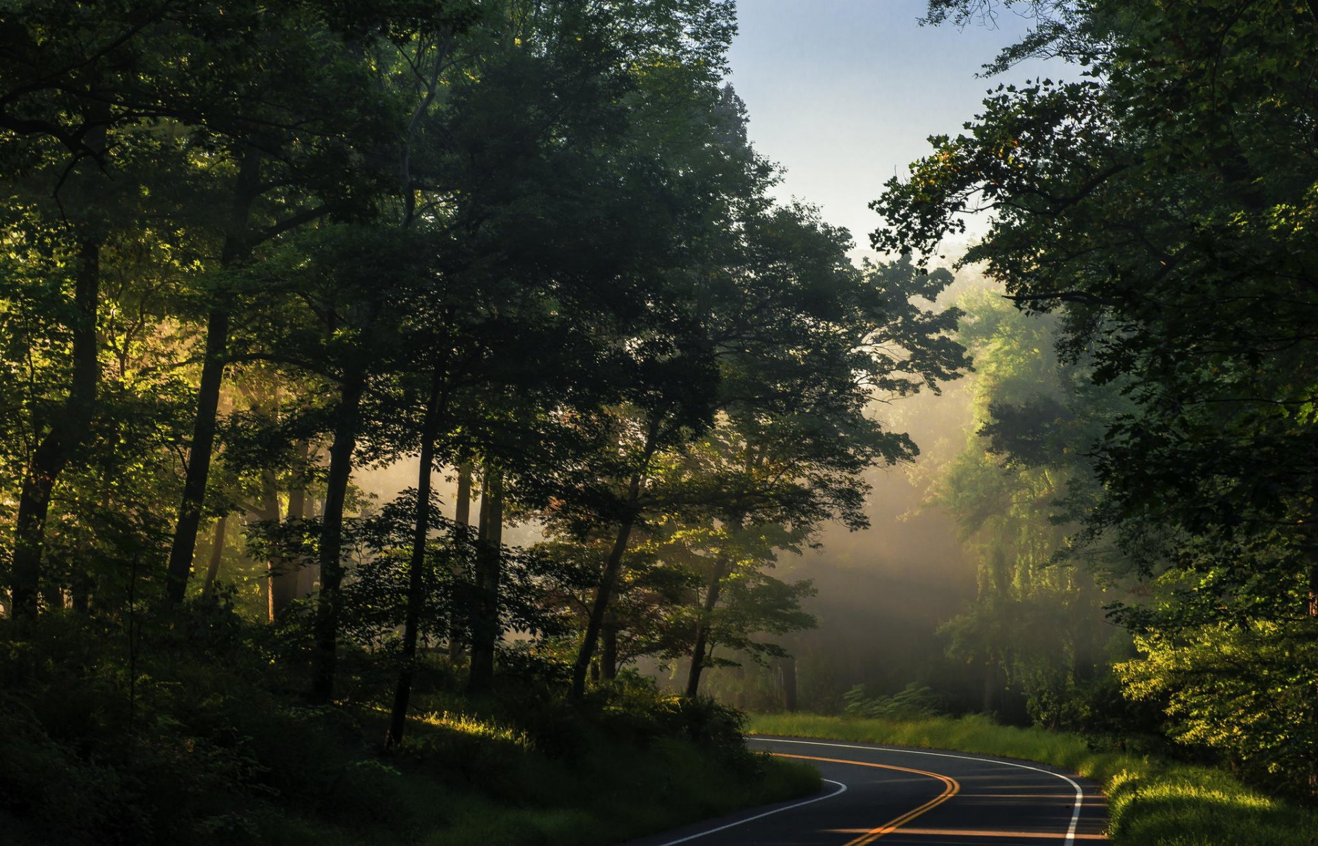 nature forest tree road summer sun ray