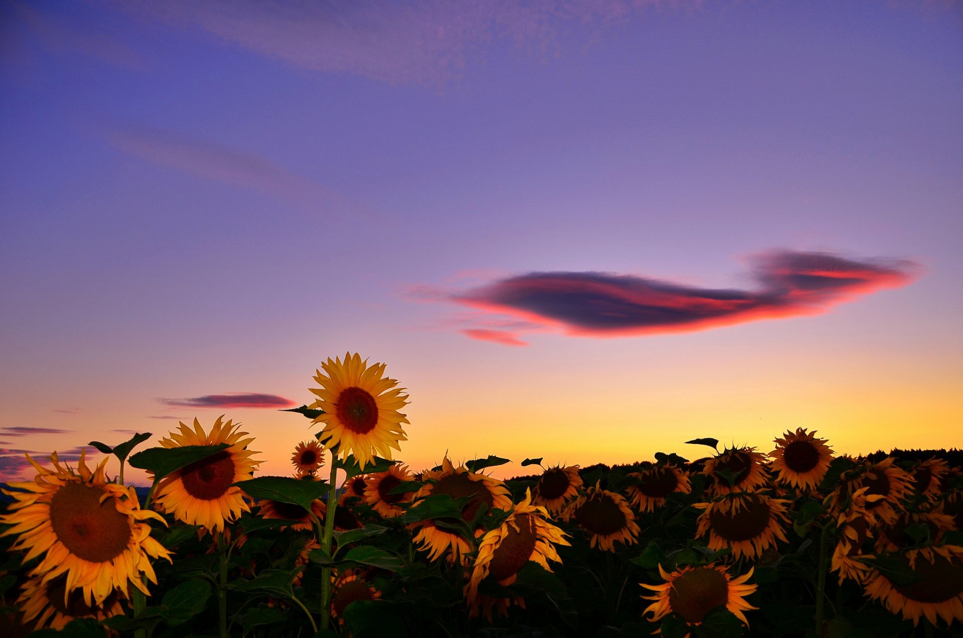 champ tournesols. coucher de soleil nuage été