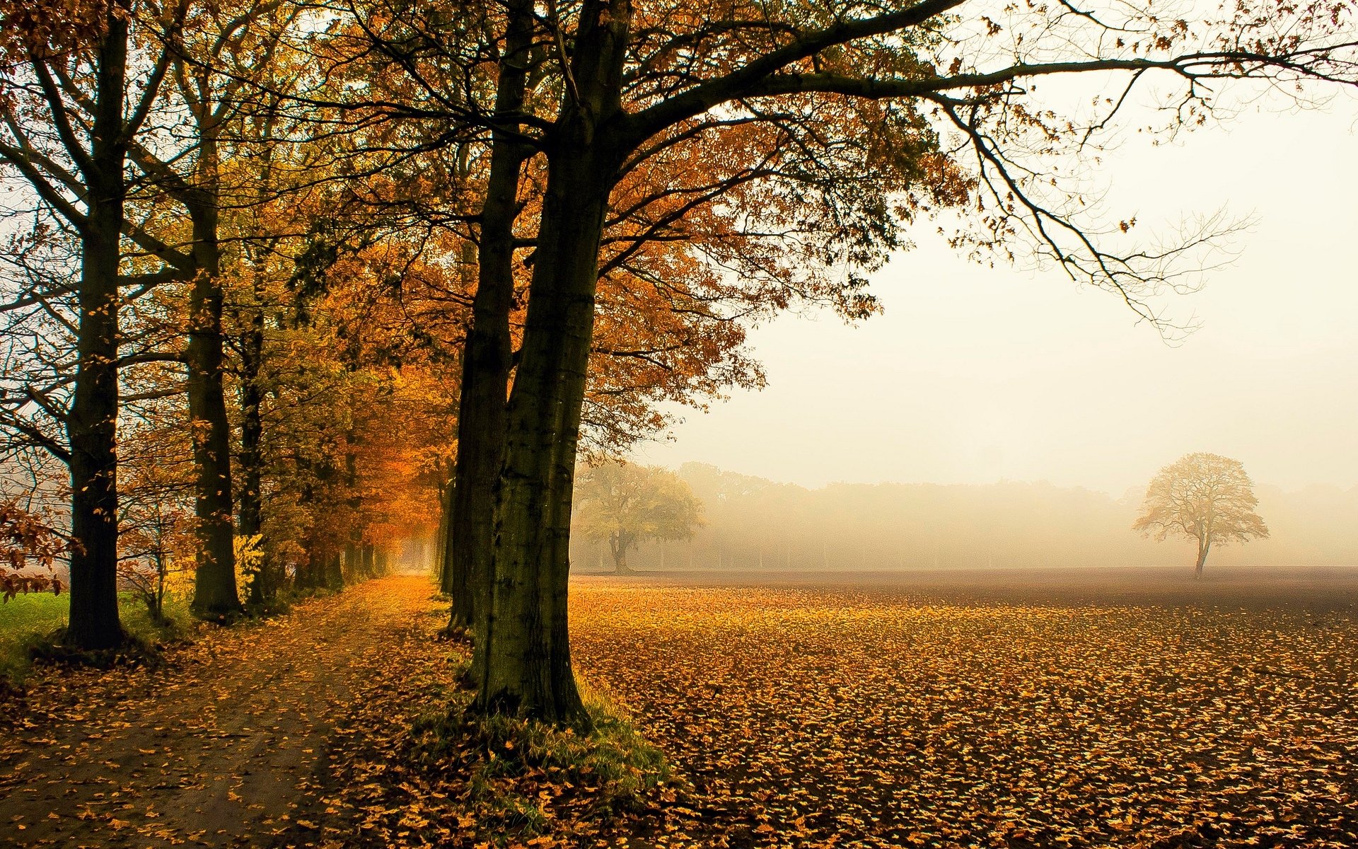 natur bäume baum blätter laub laubfall herbst hintergrund tapete widescreen vollbild widescreen widescreen