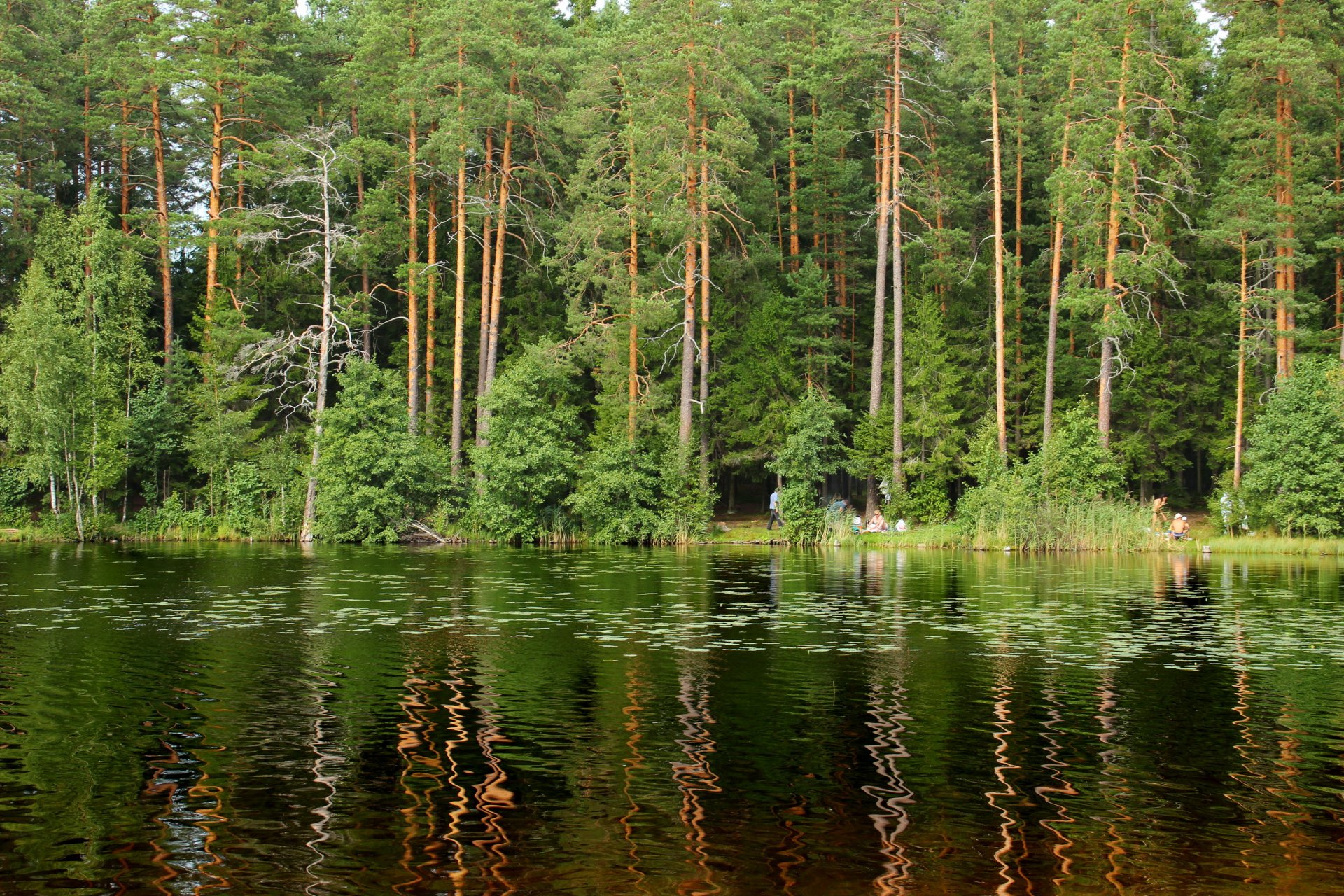 jezioro sankt petersburg las rosja szczucze komarowo drzewa natura zdjęcia