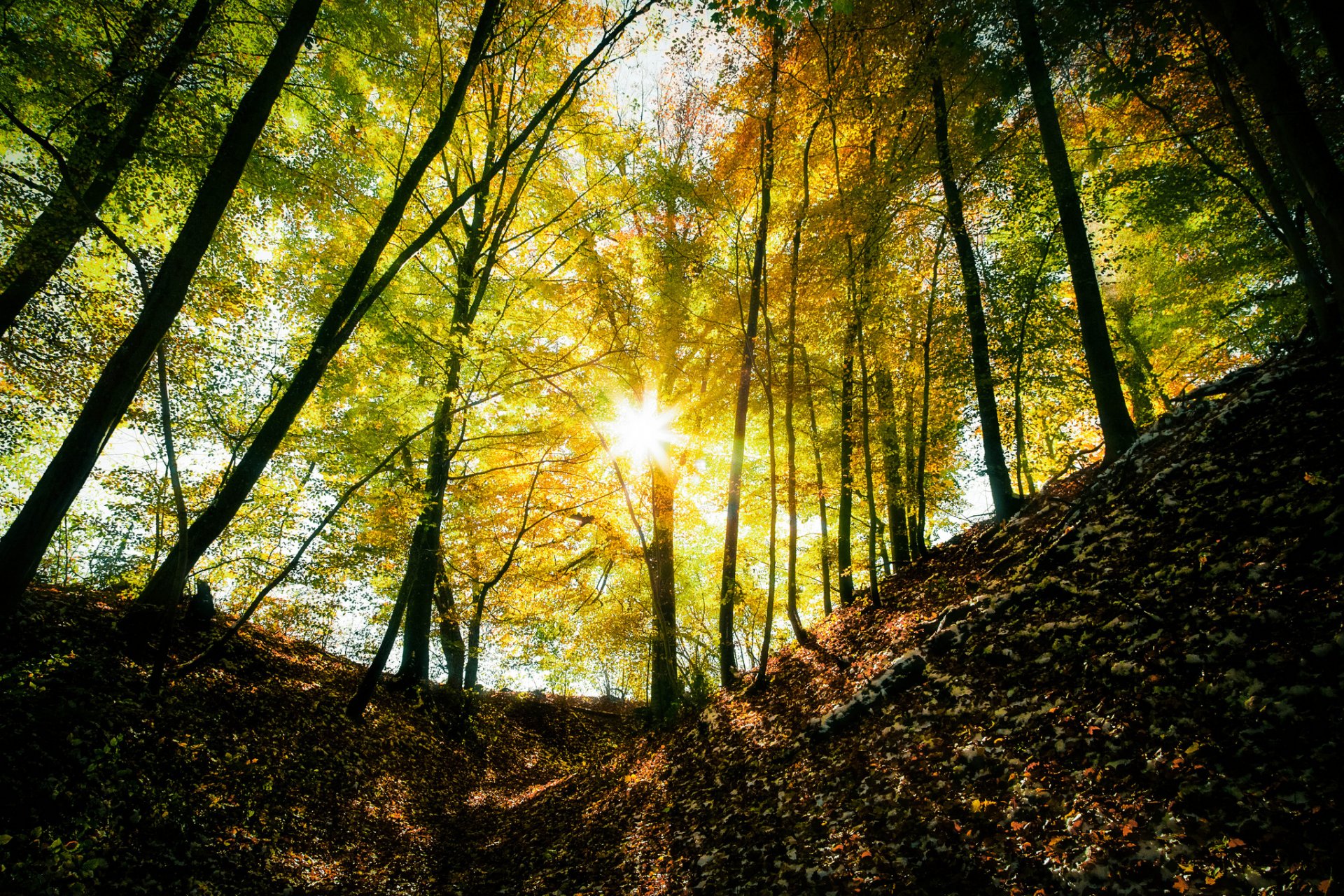 forêt arbres lumière soleil rayons automne