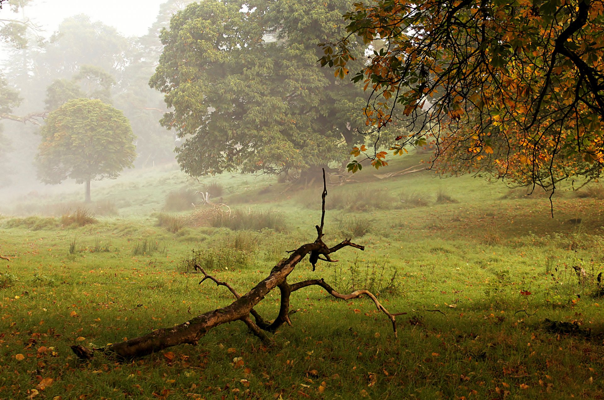 parc arbres automne brouillard bois flotté