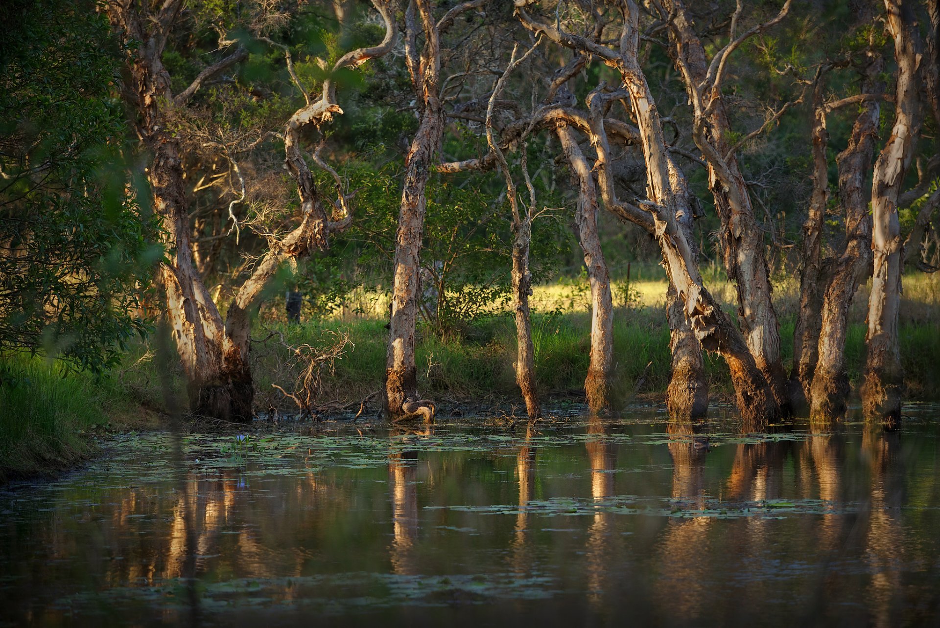 forest tree lake summer