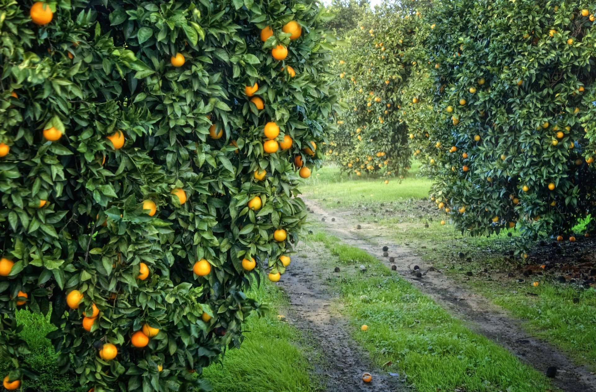 garten hain orange früchte orange ernte