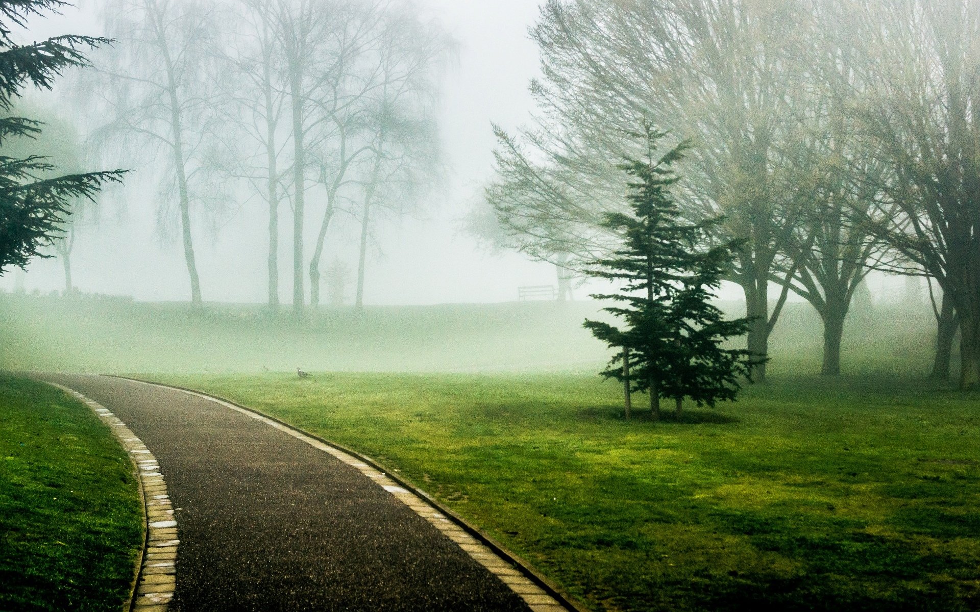 nature arbres arbre feuilles verdure herbe chemin sentier allée vert brouillard fond papier peint écran large plein écran écran large