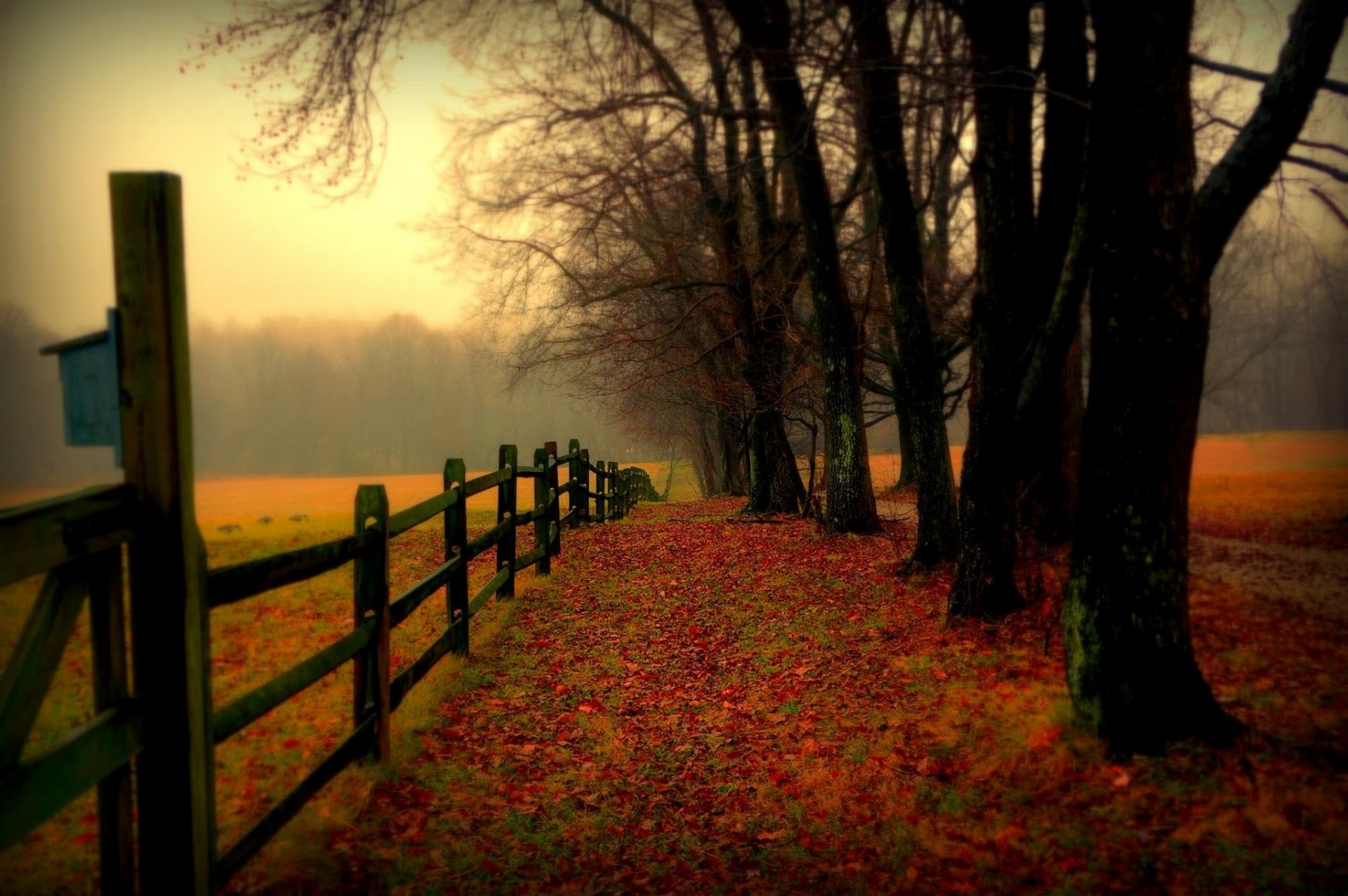 nature forest field trees leaves colorful road autumn fall colors walk