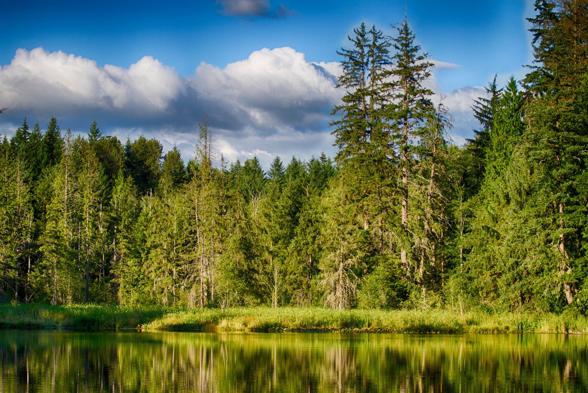 bosque lago verano