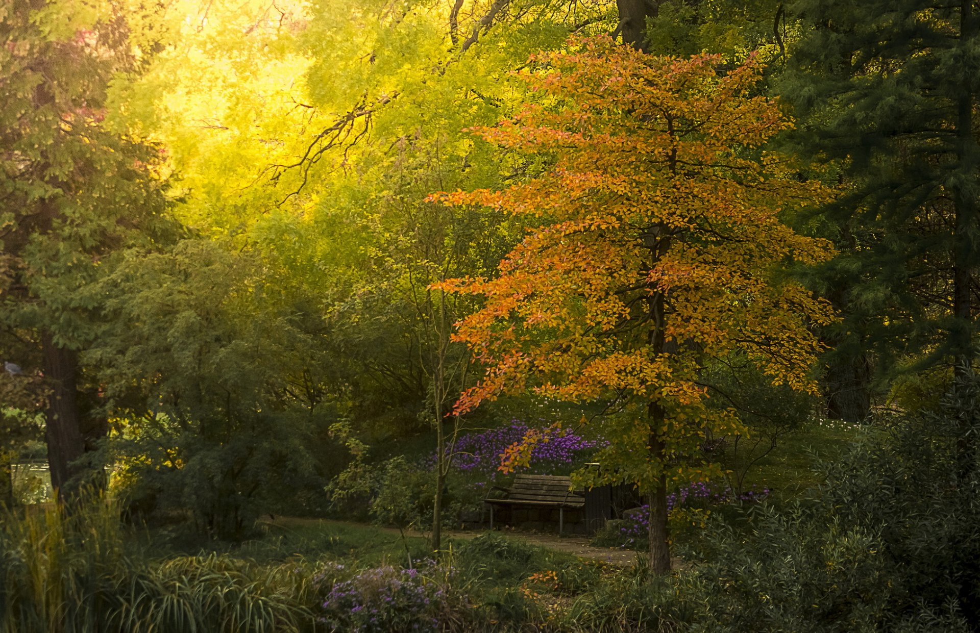 ogród botaniczny ławka krzewy drzewa jesień