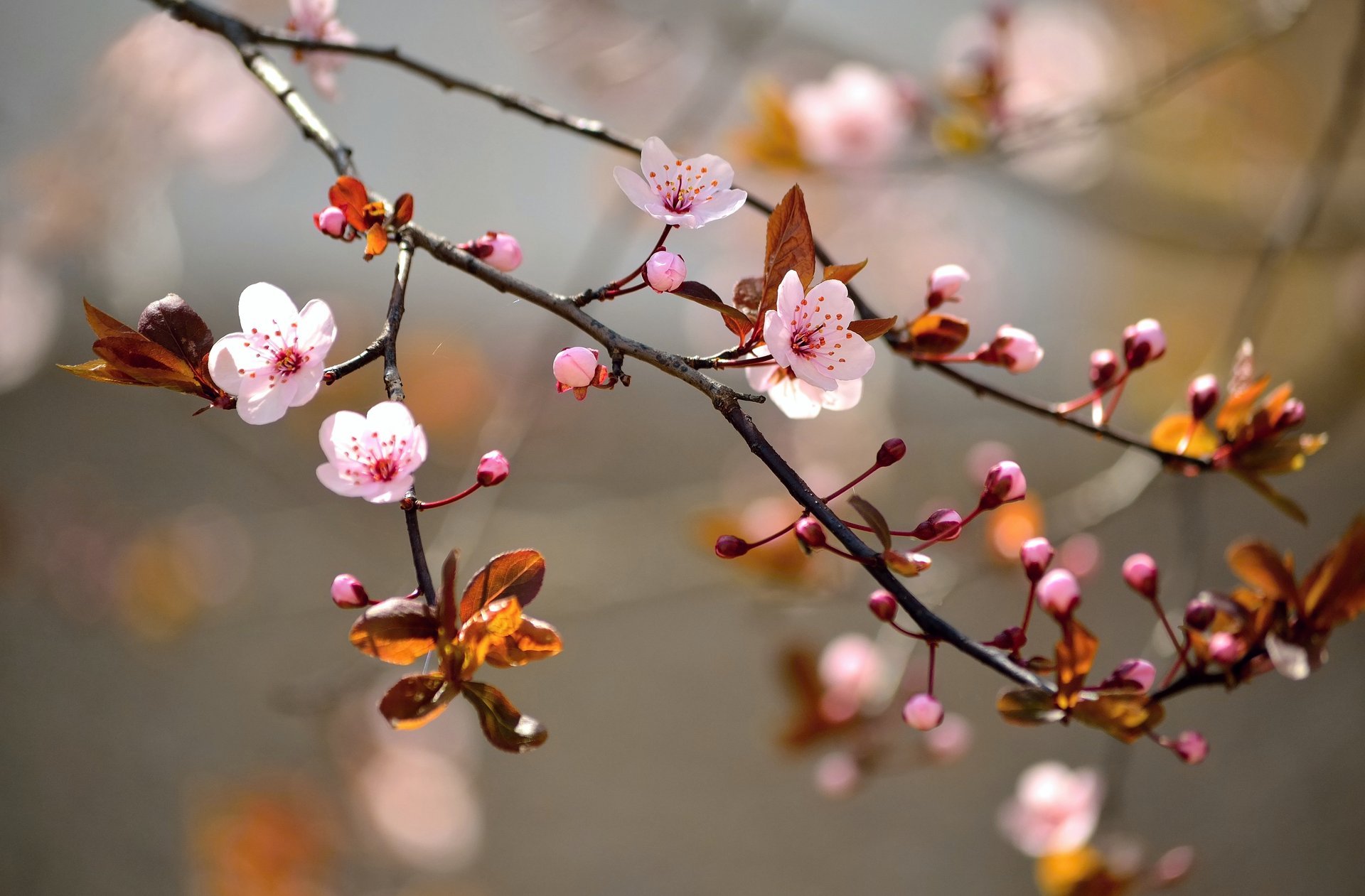 floraison fleurs arbre branches sakura feuilles nature macro printemps