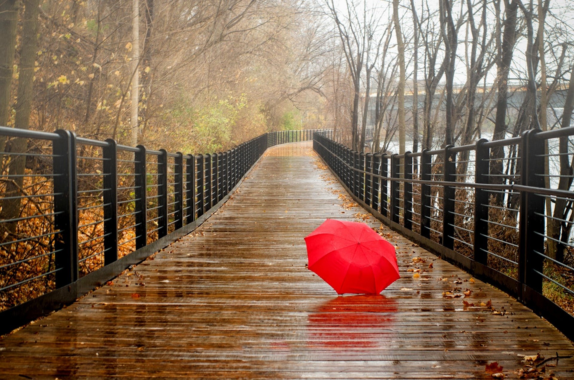 feuilles parc arbres forêt pluie parapluie automne marche nature rivière eau vue chute pont vue