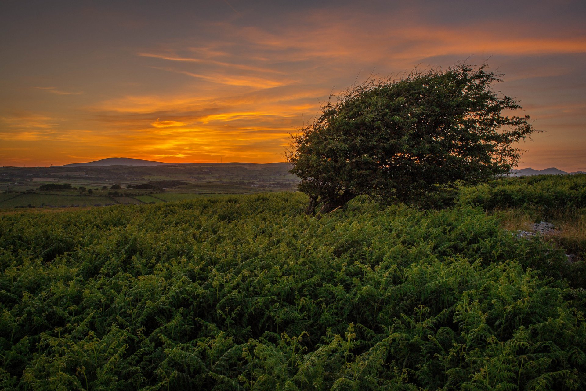 colinas hierba árbol verano puesta de sol