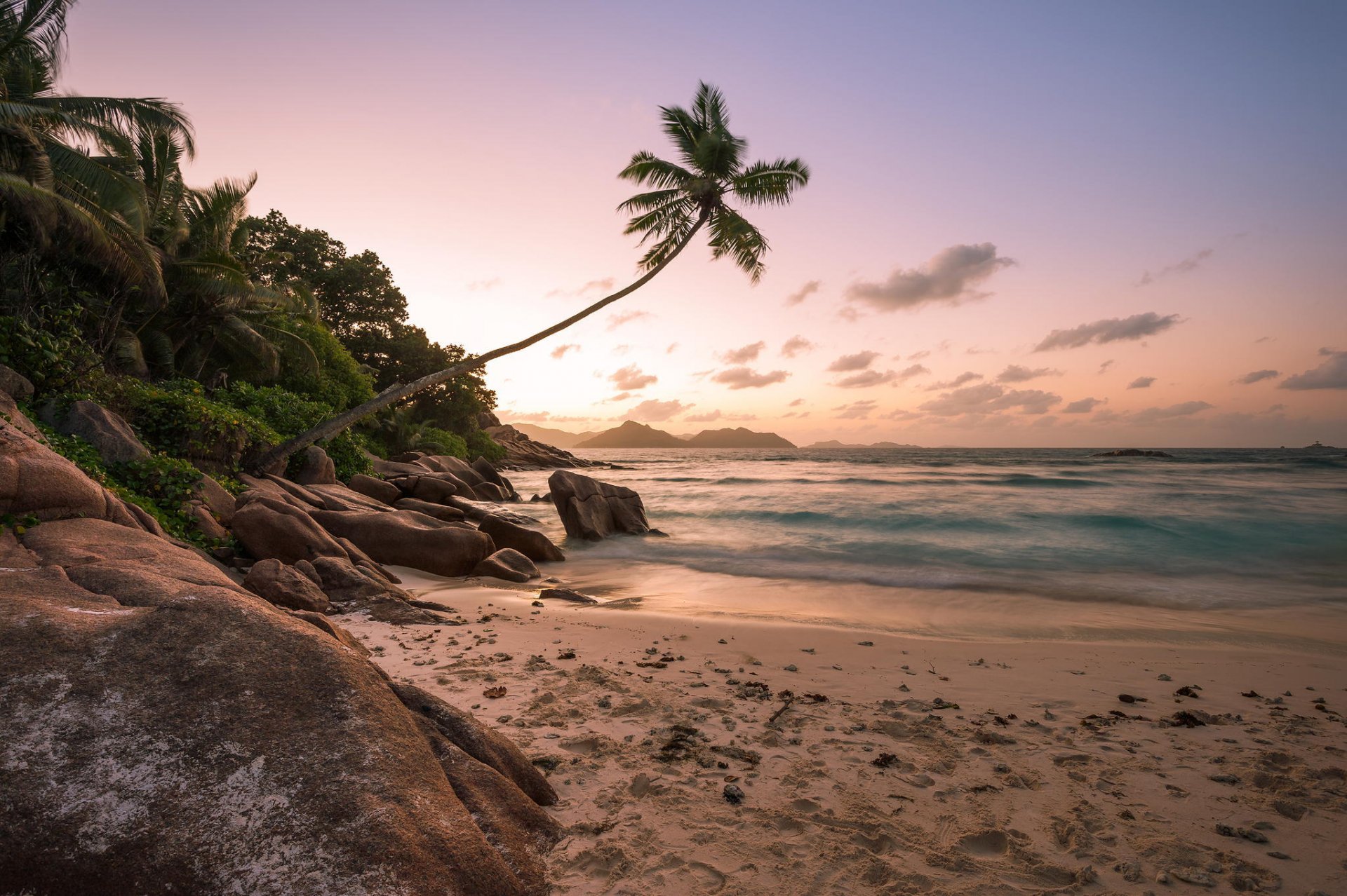 beach shore palm trees ocean sunset