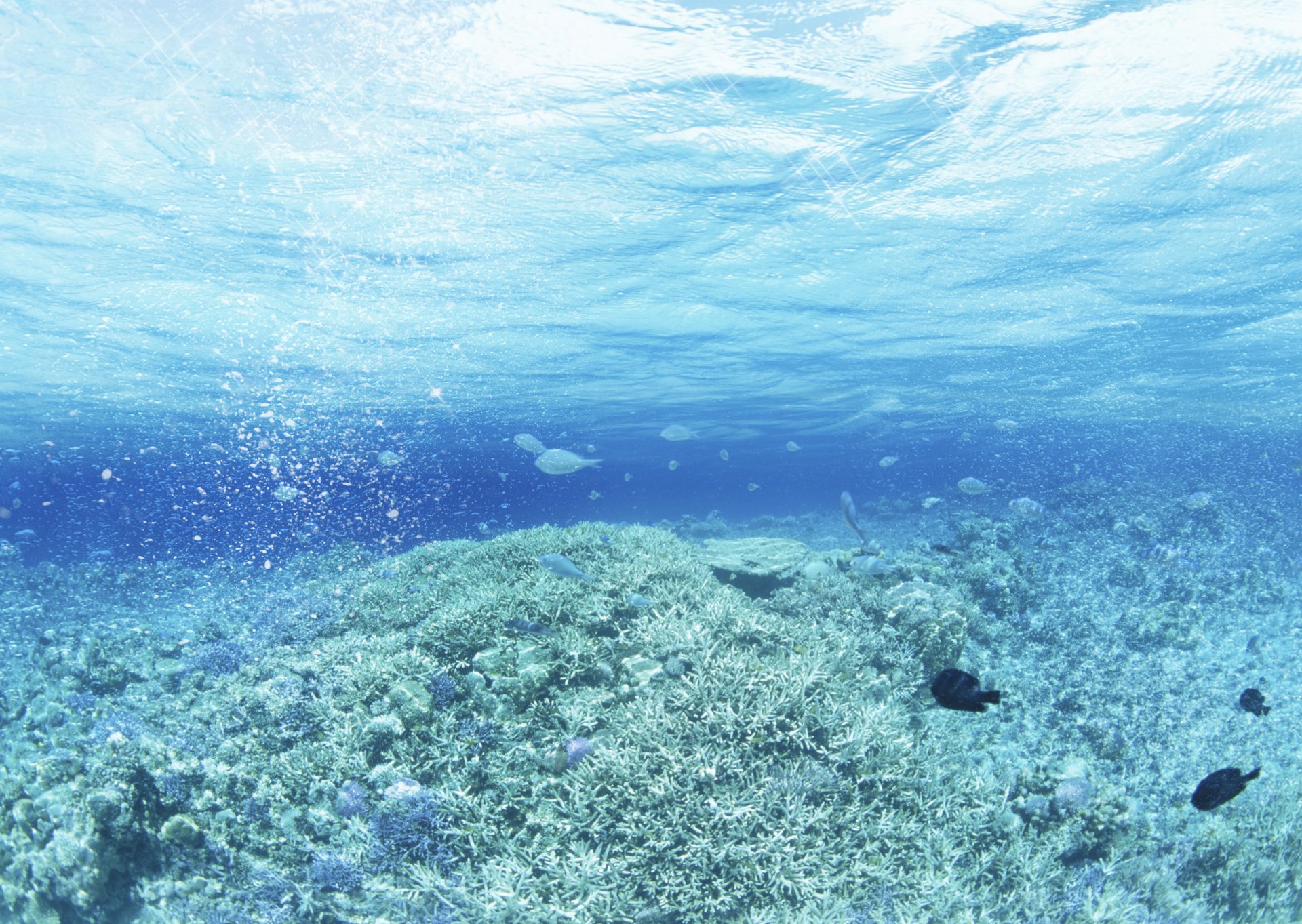 acqua e cielo gocce onde arte mare piante acquatiche pesce arte alghe pesci abbagliamento