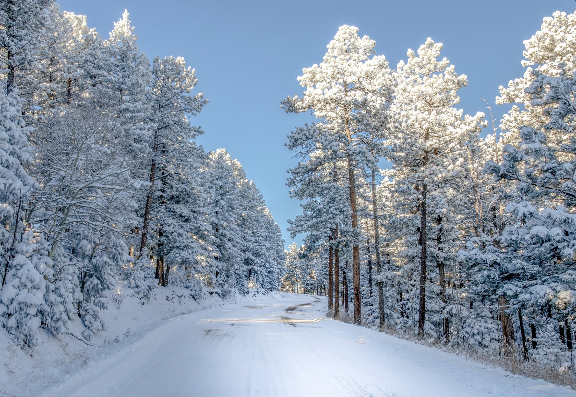 colorado natura inverno alberi neve strada luce