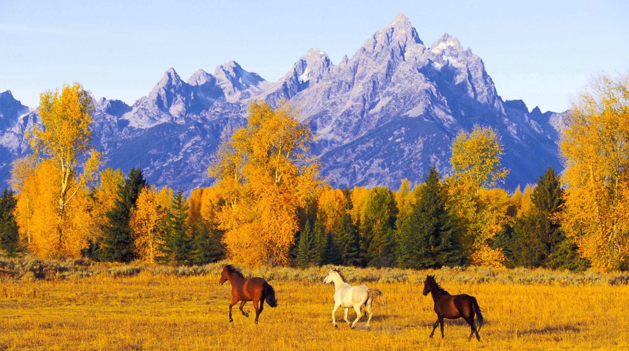 caballos montañas otoño espacio libertad