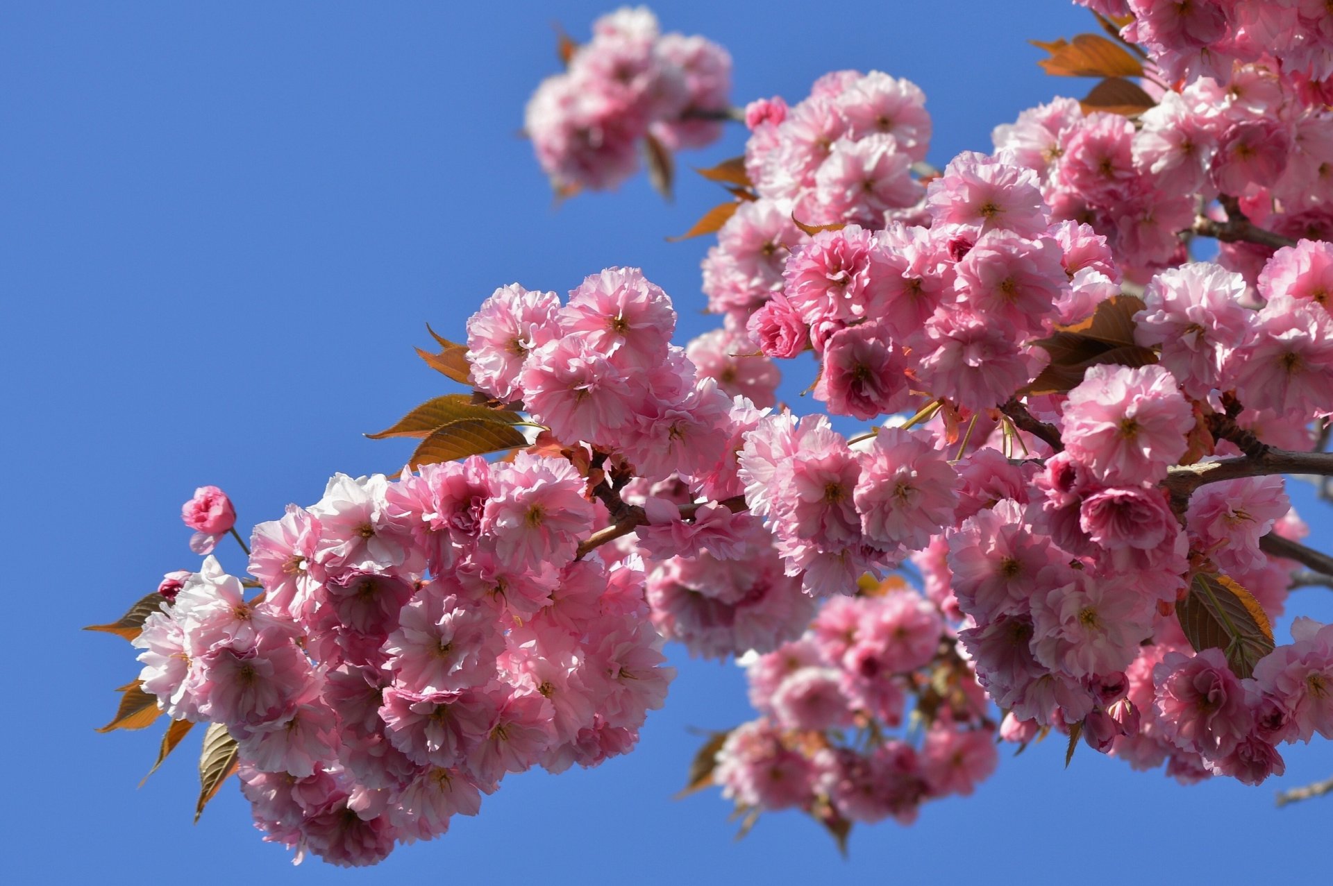 sakura japanische kirsche blüte zweig makro