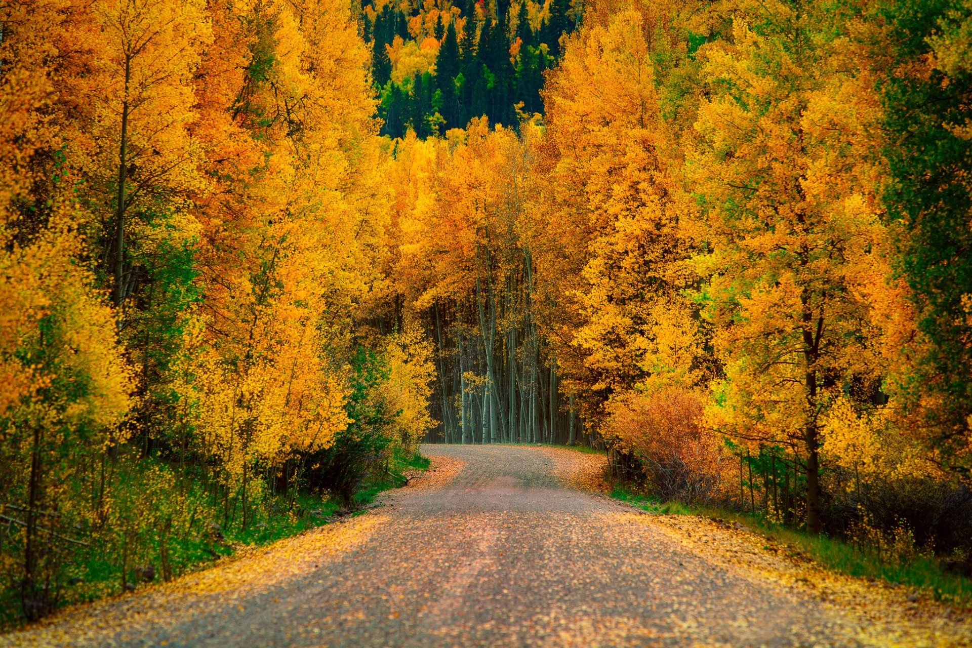 natur herbst wald bäume straße