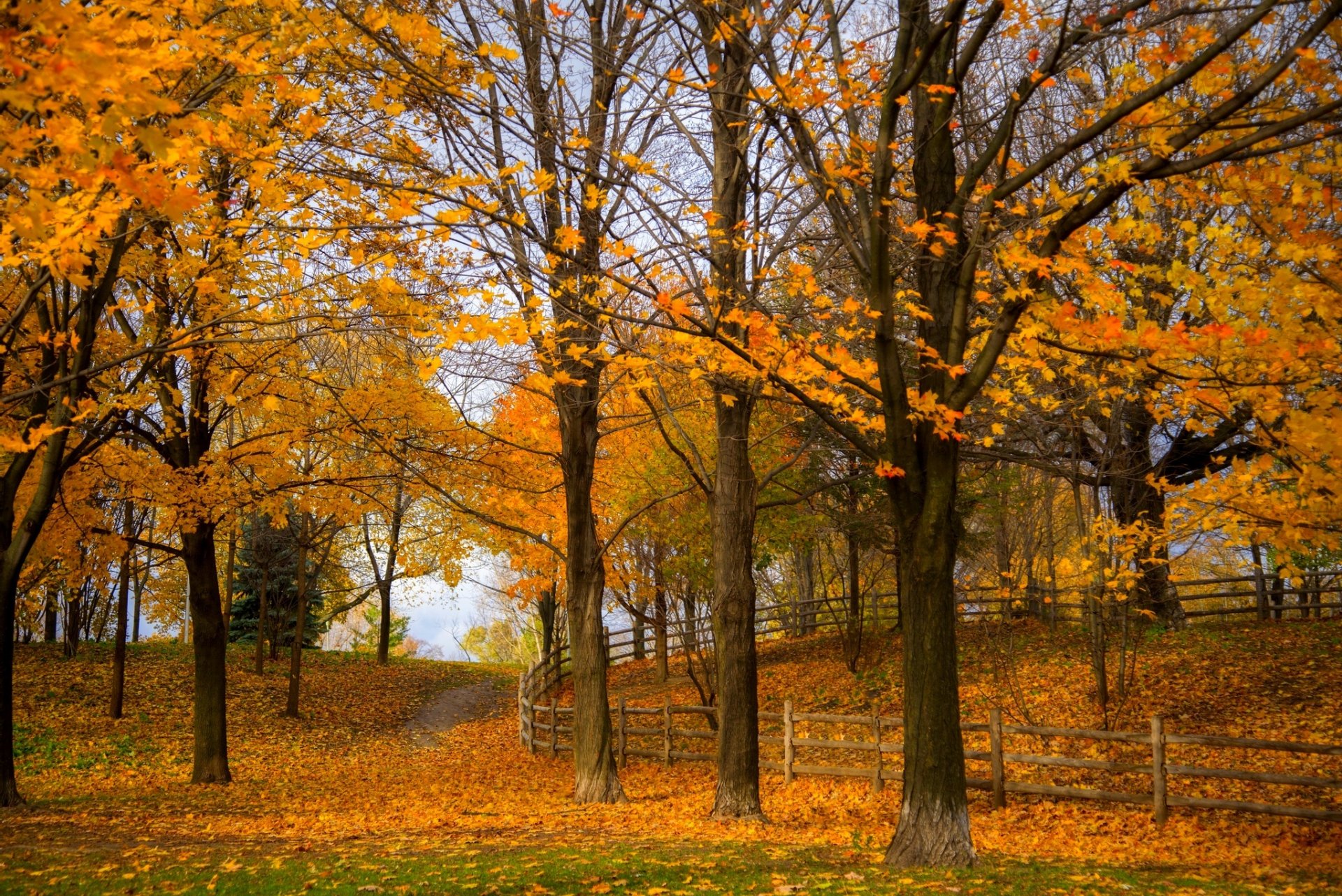 natura foresta parco alberi foglie colorato strada autunno caduta colori passeggiata