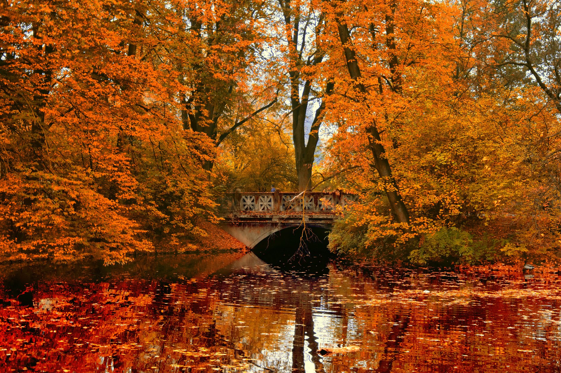 jesień park rzeka most odbicie