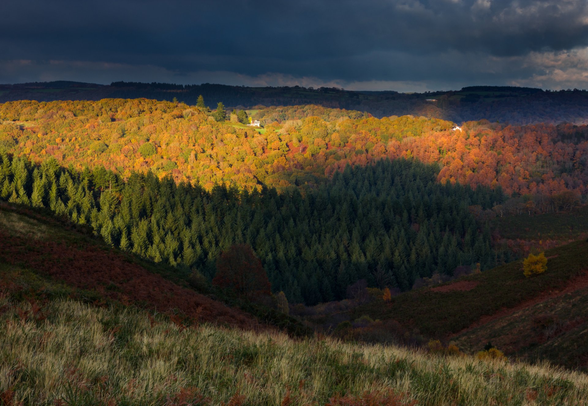 regno unito inghilterra dartmoor parco nazionale autunno foresta colline alberi sera cielo nuvole