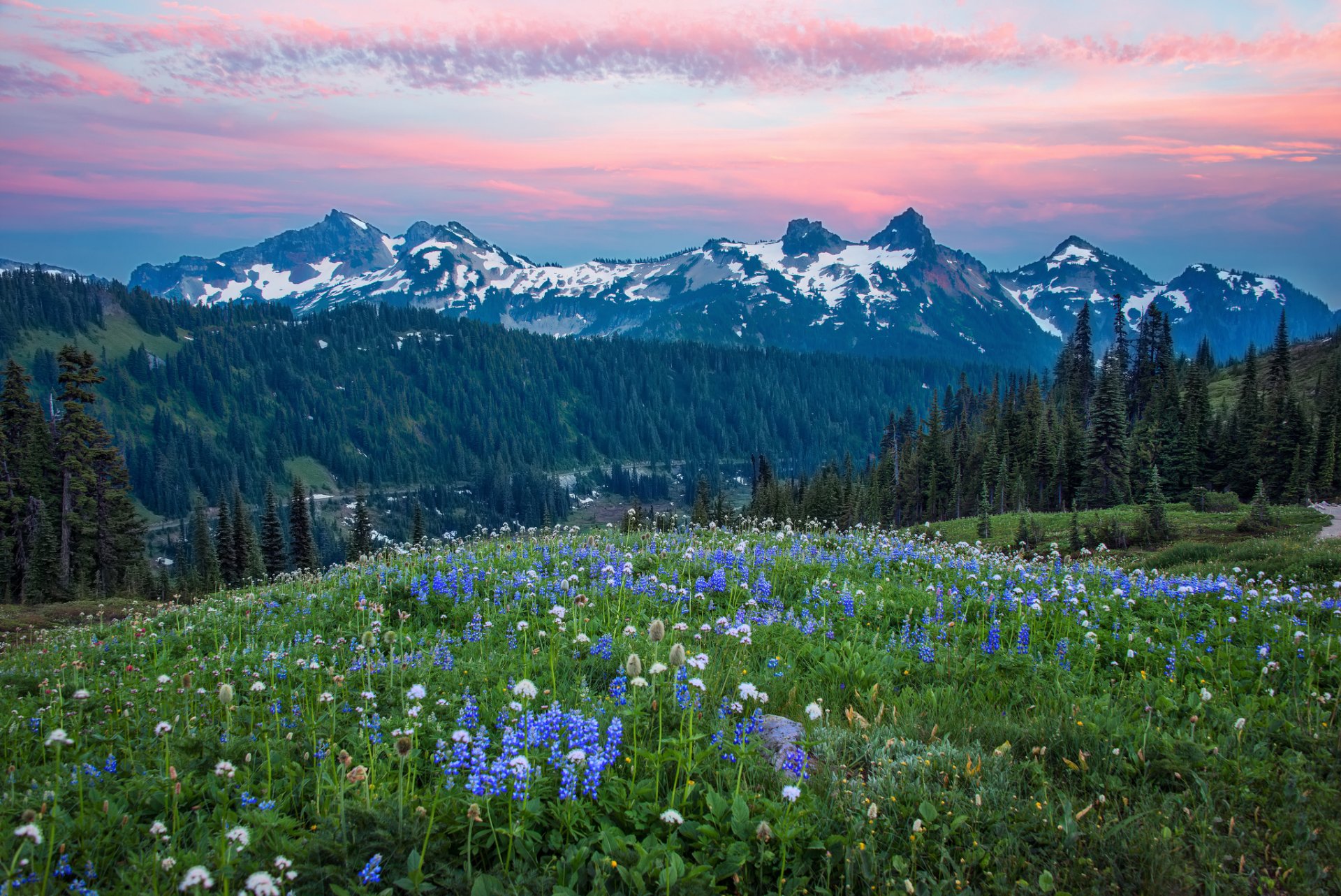 usa washington berge hügel wald bäume blumen abend rosa himmel wolken