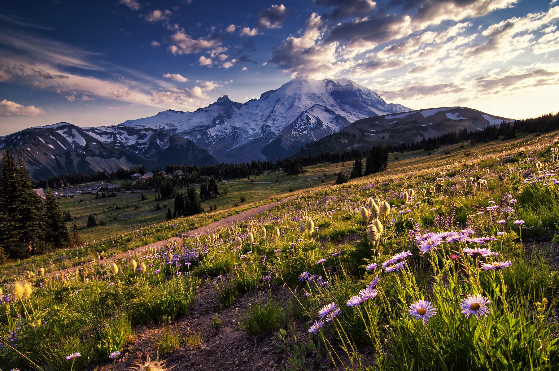 united states washington national park mountain tree field flower sky clouds night sunlight