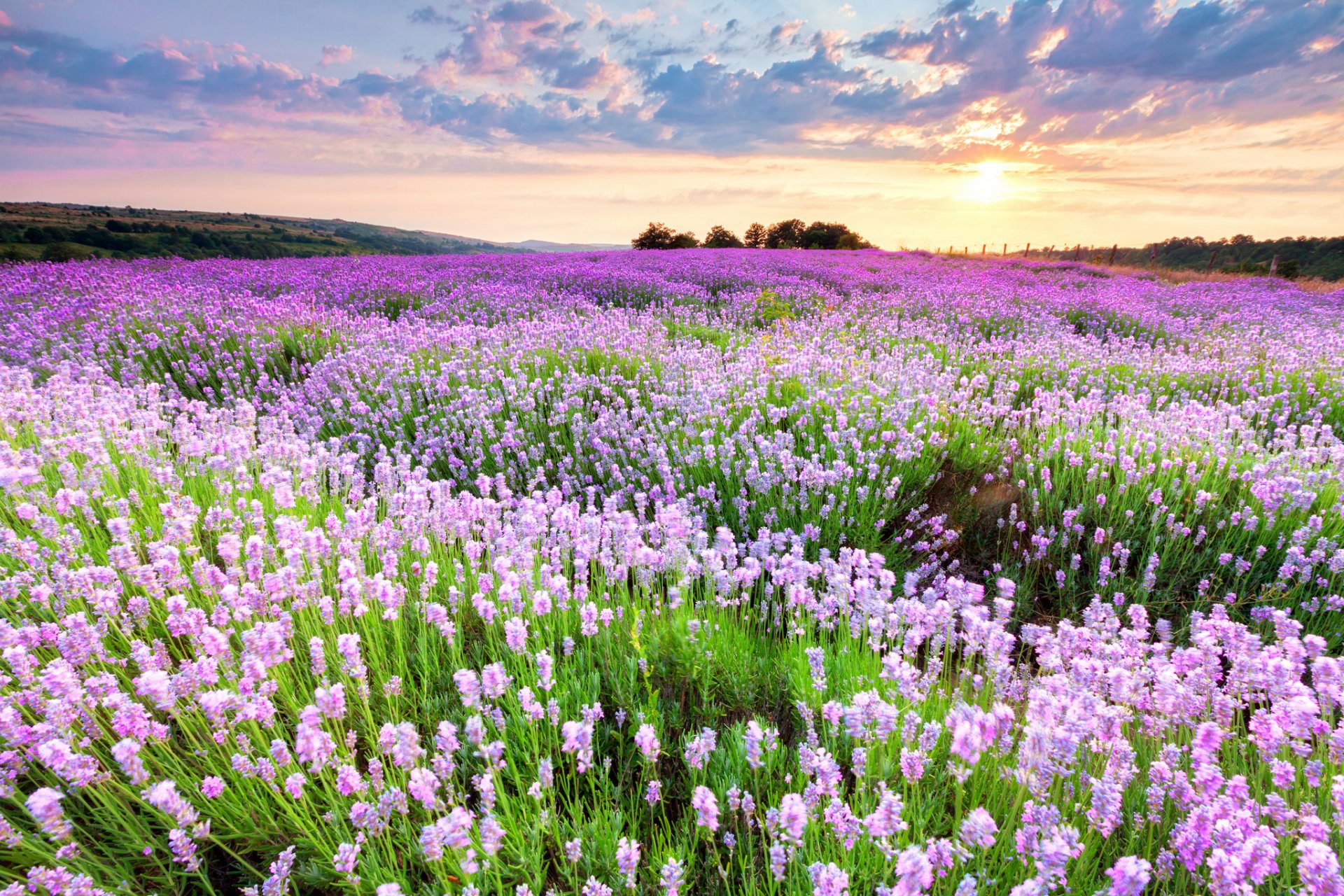 champ fleurs rose-lilas coucher de soleil