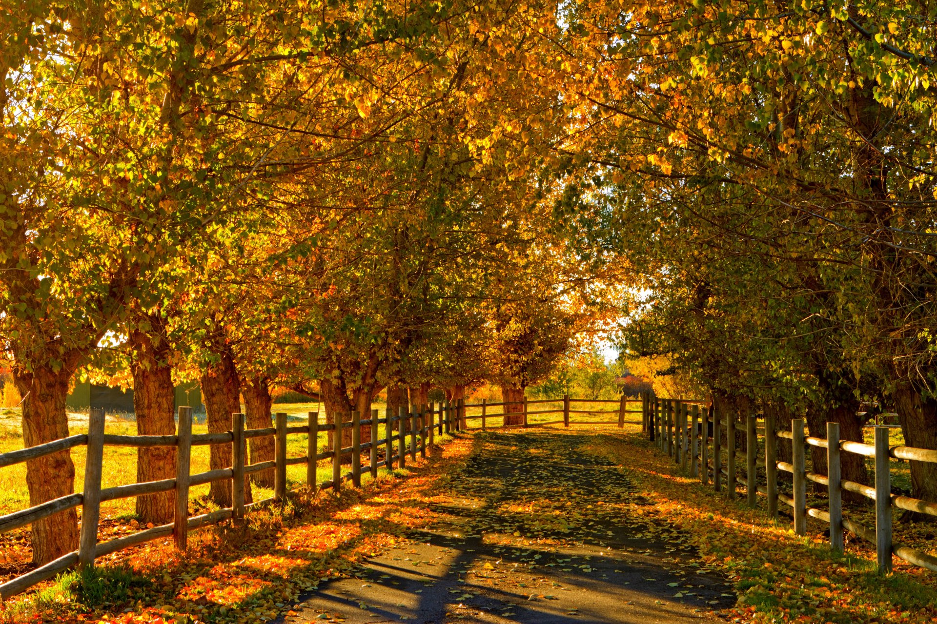 nature forêt champ arbres feuilles coloré route automne automne couleurs promenade