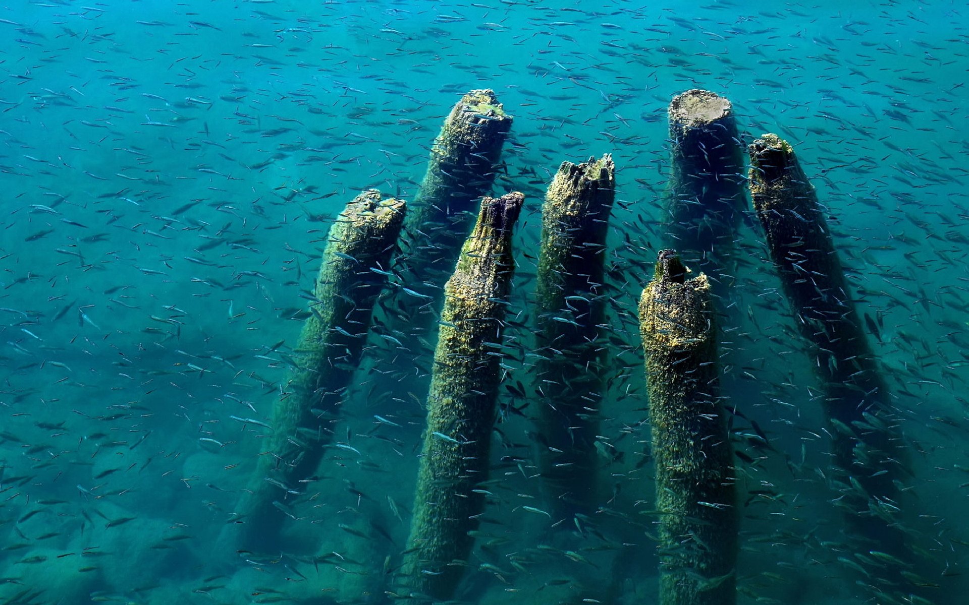 lago ohrid muelle restos pescado madera agua azul