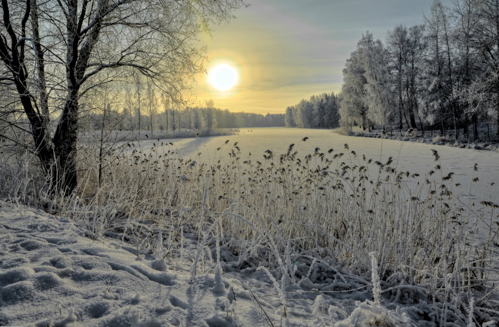 bosque río juncos nieve hielo invierno