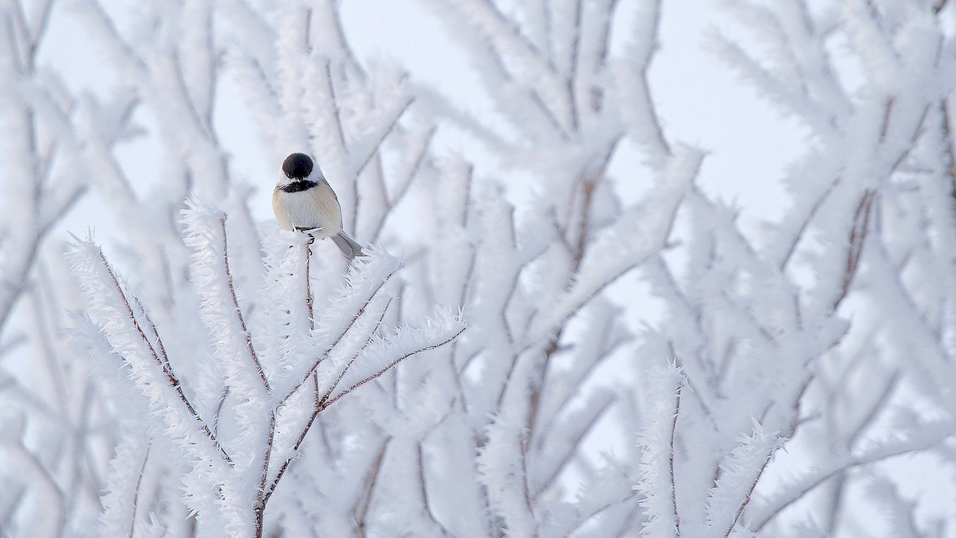 mésange oiseau arbre neige nature