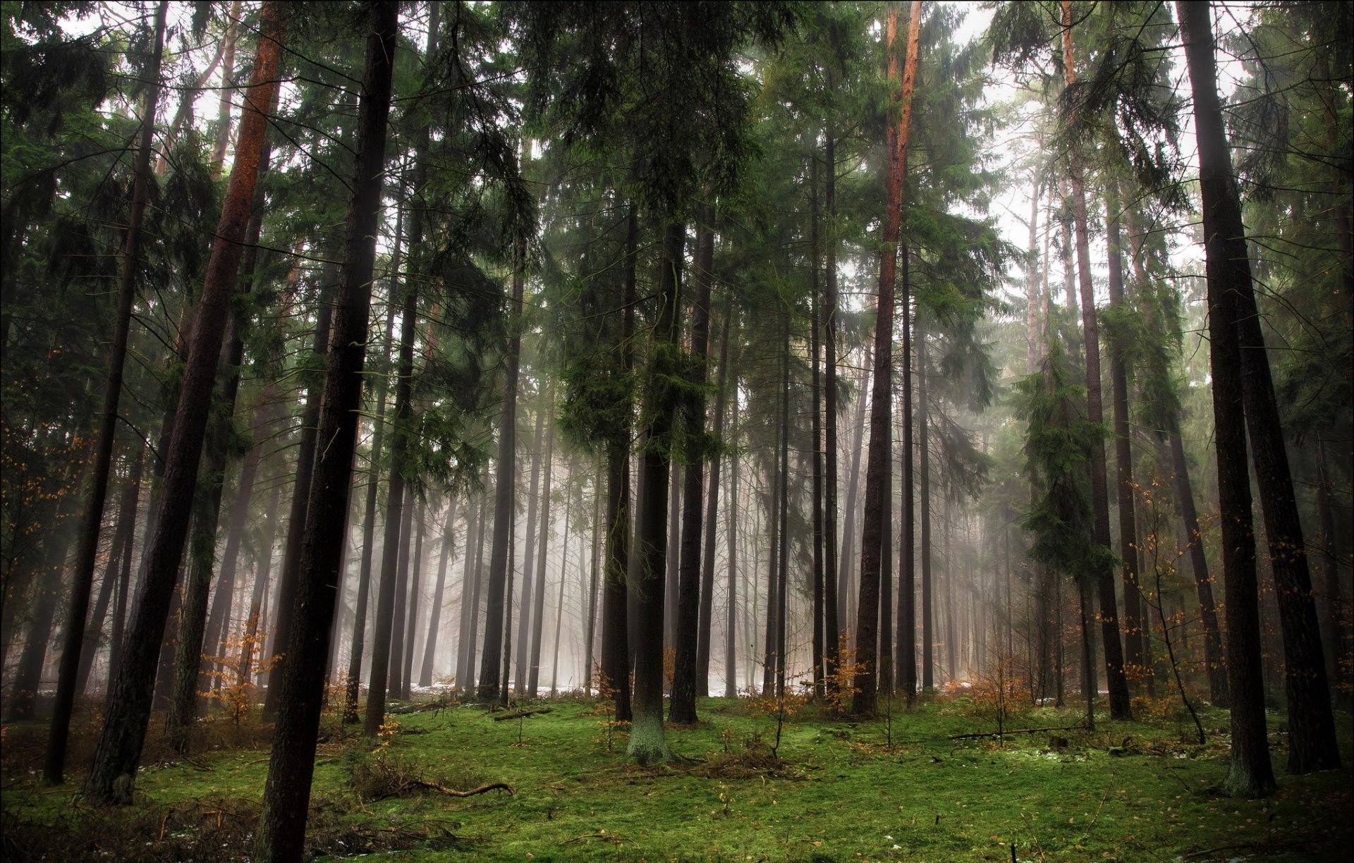 bosque árboles coníferas otoño niebla