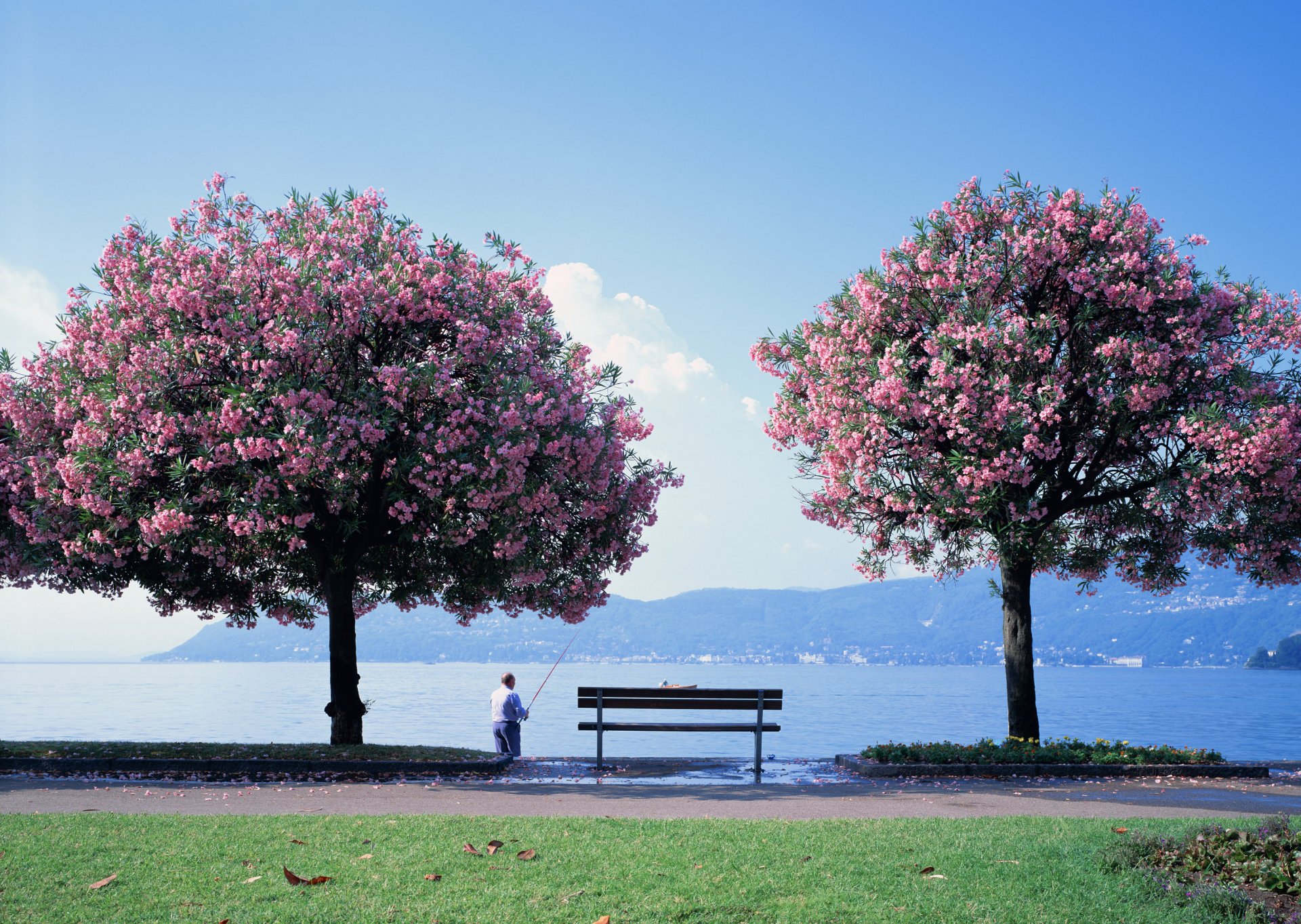 sakura albero pescatore fiori panchina lago