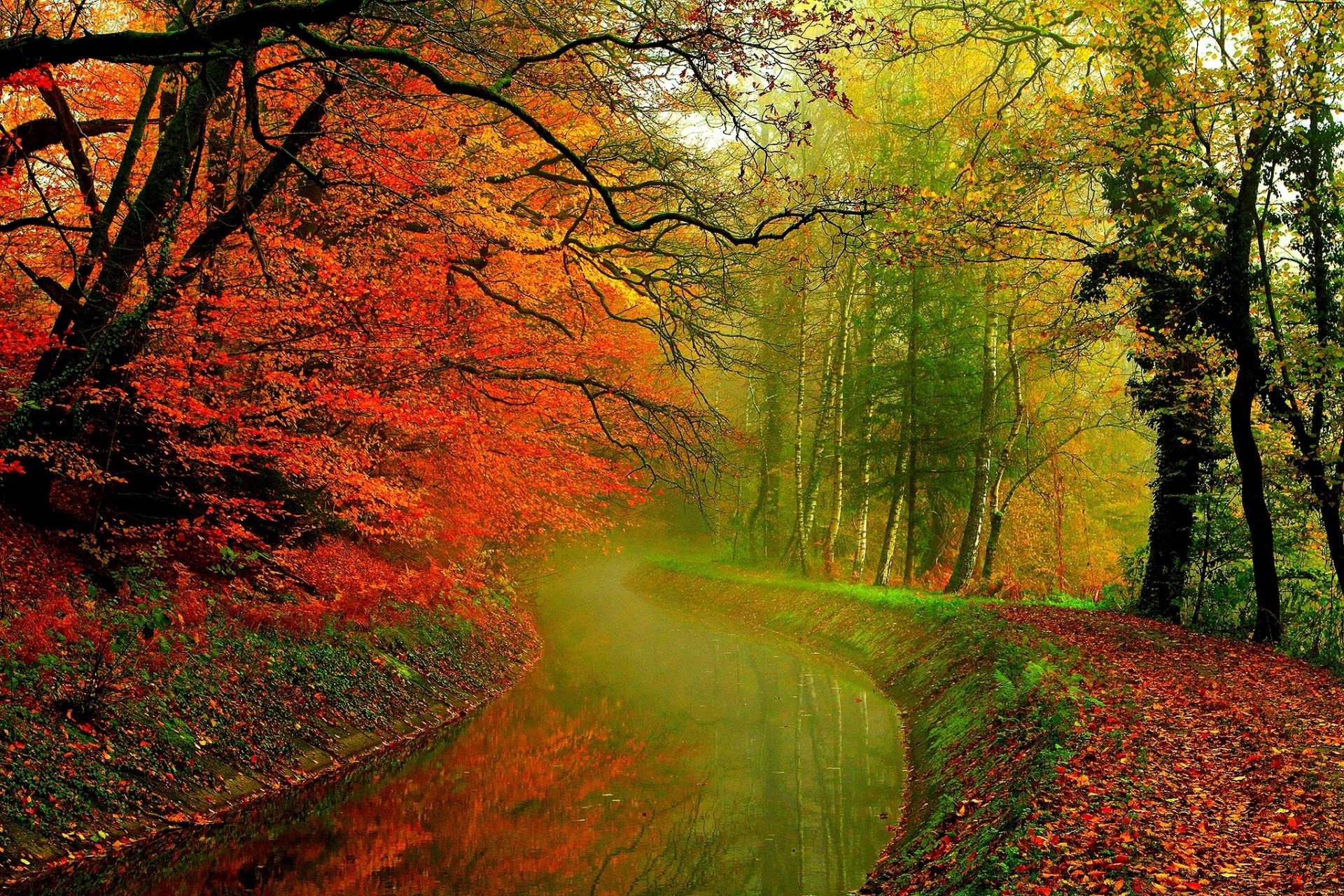 feuilles arbres forêt automne marche hdr nature rivière eau