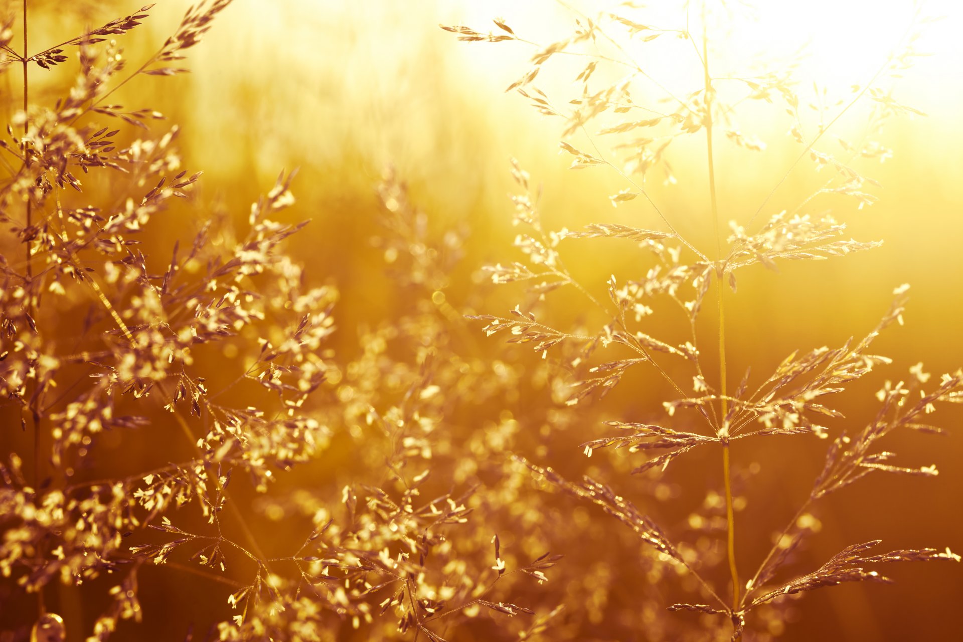 beautiful sunset grass field nature landscape grass field