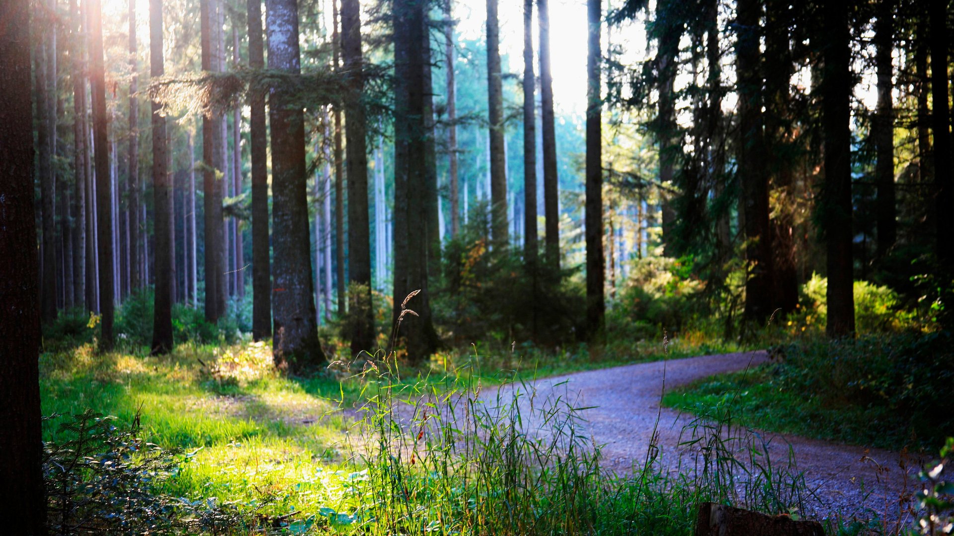 verano bosque camino