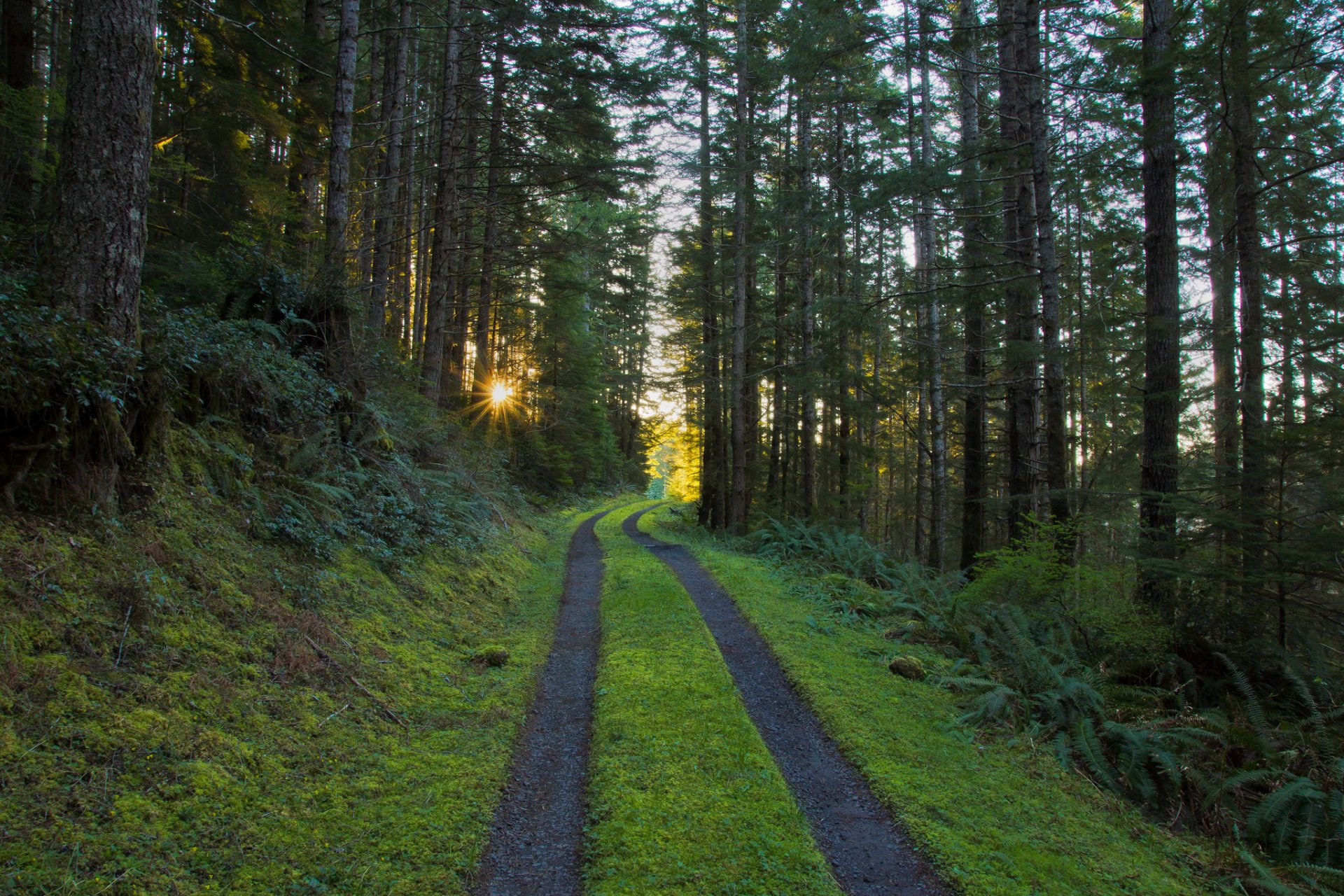 wald kiefern straße sonne strahlen morgen