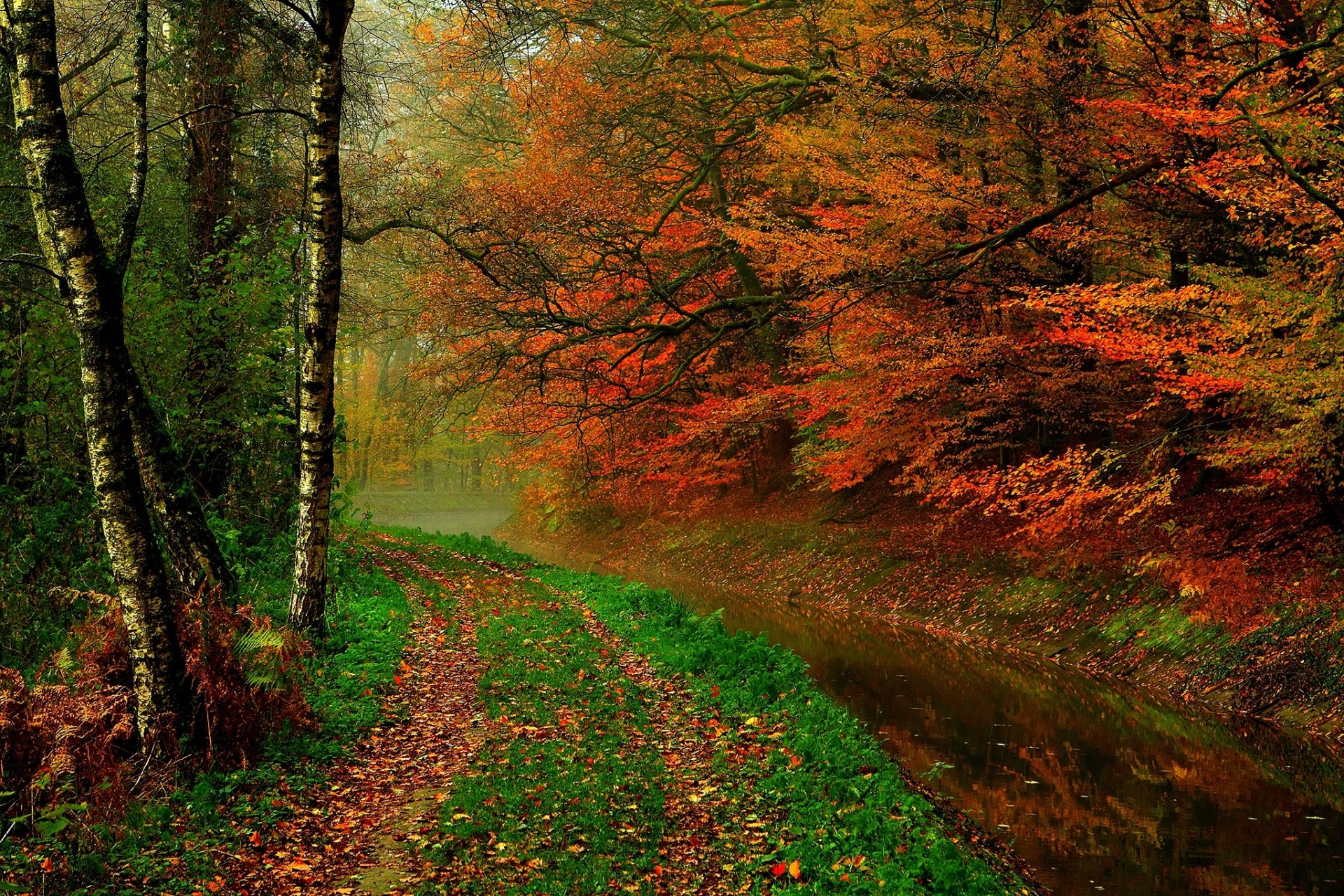 feuilles arbres forêt automne marche hdr nature rivière eau