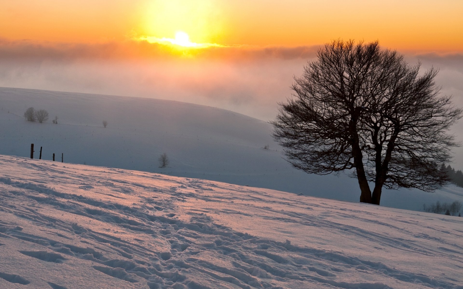 natura albero inverno neve sole nebbia sfocatura impronte inverno carta da parati widescreen schermo intero widescreen sfondo