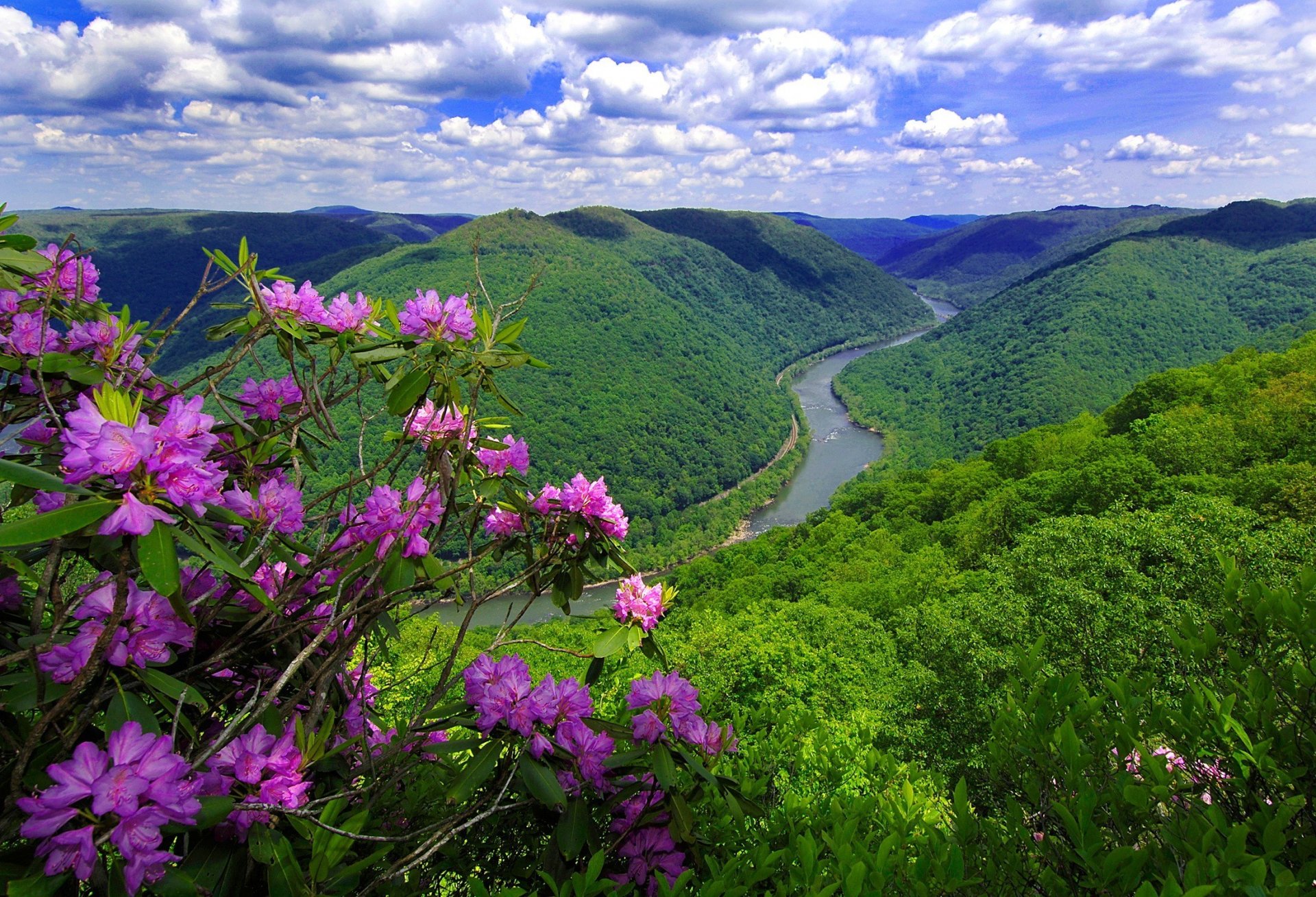 fluss berge blumen natur